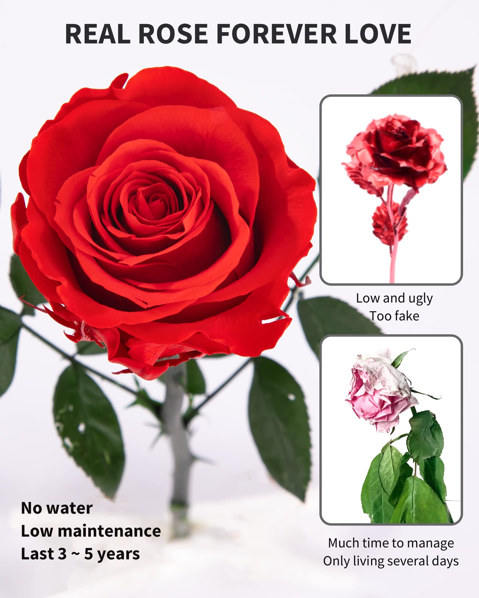 Flowers for Delivery Prime, Preserved Roses Flower Gifts for Women, Real Roses Single Rose Presents for Her, Mom Birthday Gifts from Daughter, Valentines Flowers Red Roses