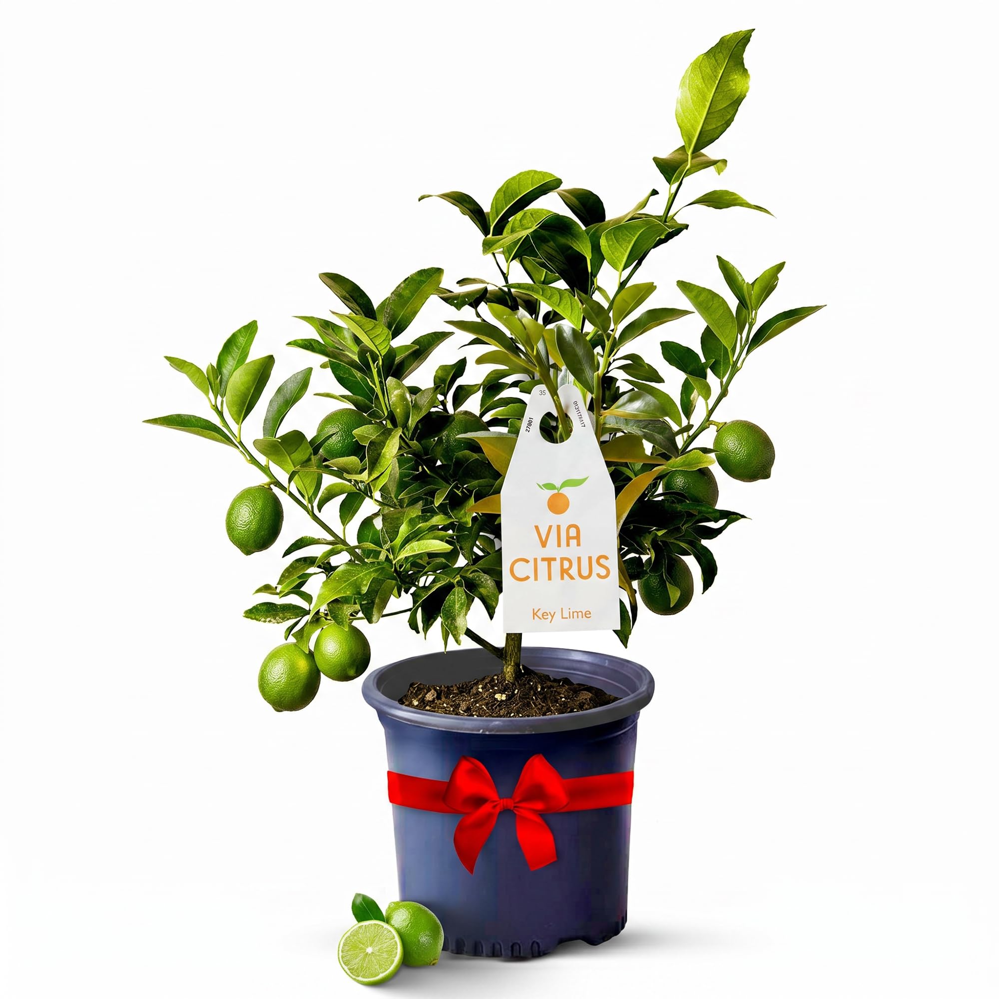 Calamondin Tree Live Plants 13" - 22" Tall Indoor Outdoor Fruit Tree Plant Growing, Live Citrus Plant Mothers Day Gift for Mom Home Garden Patio and Decor Use, Cannot Ship CA AL AZ TX LA by Via Citrus