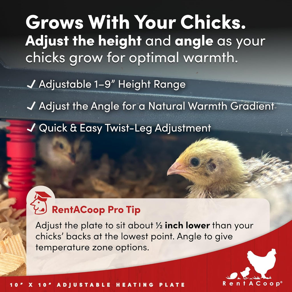 RentACoop 10x10” Adjustable Heating Plate with Bonus Foldable Anti-Roost Cone for up to 15 Chicks | Chick Brooder Heat Plate – Energy-Efficient 15-Watt Chick Heater - Safer Than Heat Lamps