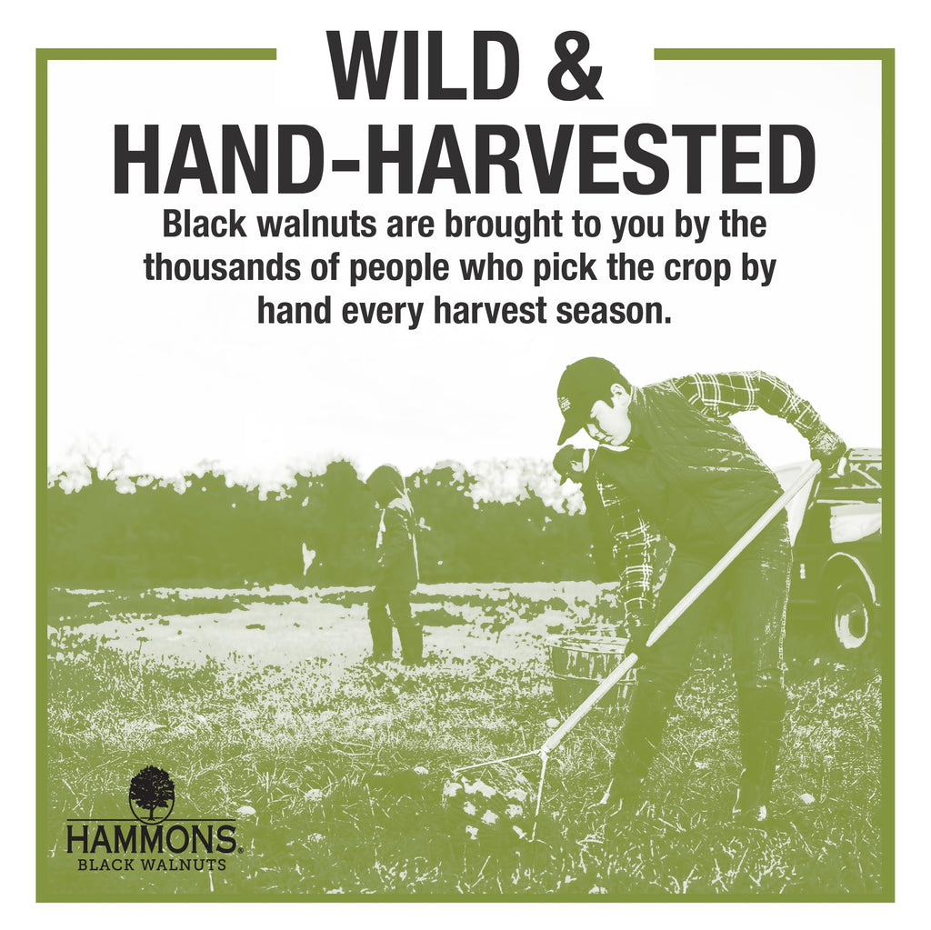 Hammons Fancy Large Black Walnuts - Wild Harvested - Non-GMO - Gluten-Free - High Protein - Keto Snack - Nut Pieces for Cooking and Baking - 24oz