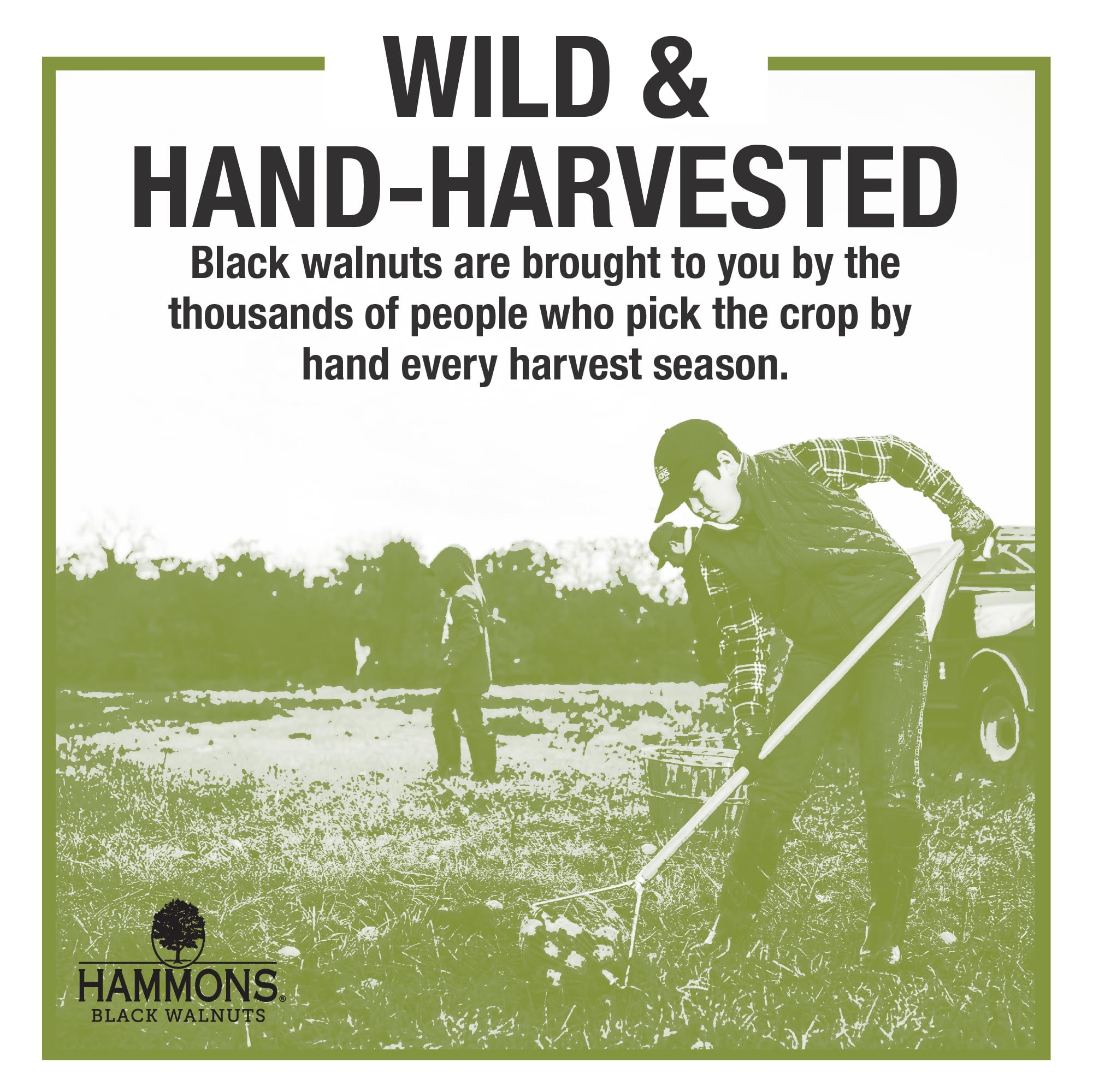 Hammons Fancy Large Black Walnuts - Wild Harvested - Non-GMO - Gluten-Free - High Protein - Keto Snack - Nut Pieces for Cooking and Baking - 24oz