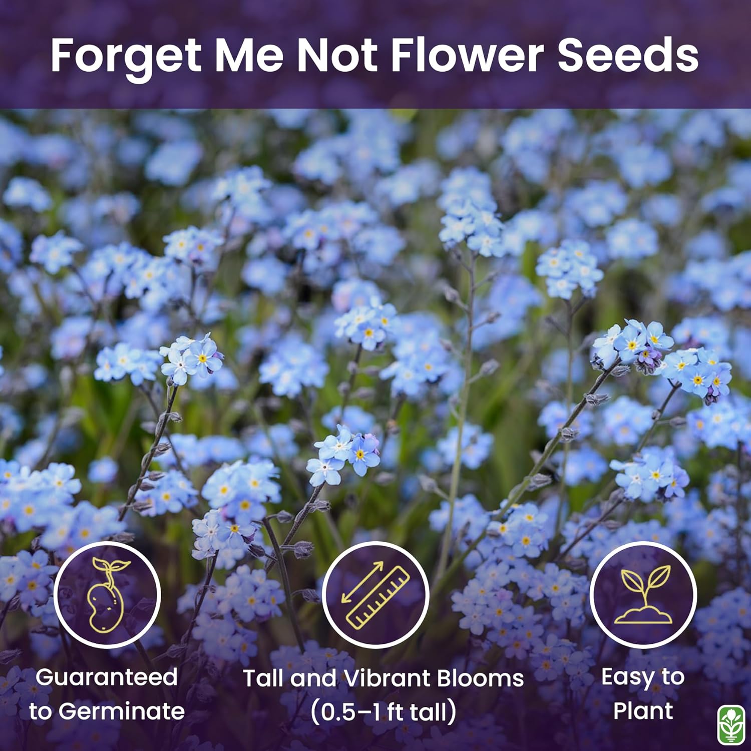 Forget Me Not Seeds - 500 Flower Seeds - Perennial Ground Cover Seed for Tulips and Other Bulbs - Bulk Flowering Ground Cover - Grown in the USA