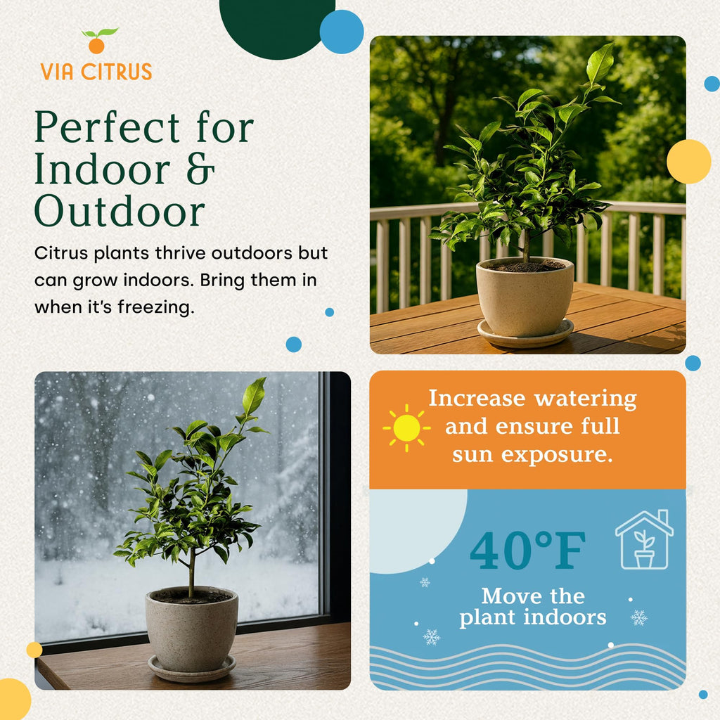 Calamondin Tree Live Plants 13" - 22" Tall Indoor Outdoor Fruit Tree Plant Growing, Live Citrus Plant Mothers Day Gift for Mom Home Garden Patio and Decor Use, Cannot Ship CA AL AZ TX LA by Via Citrus