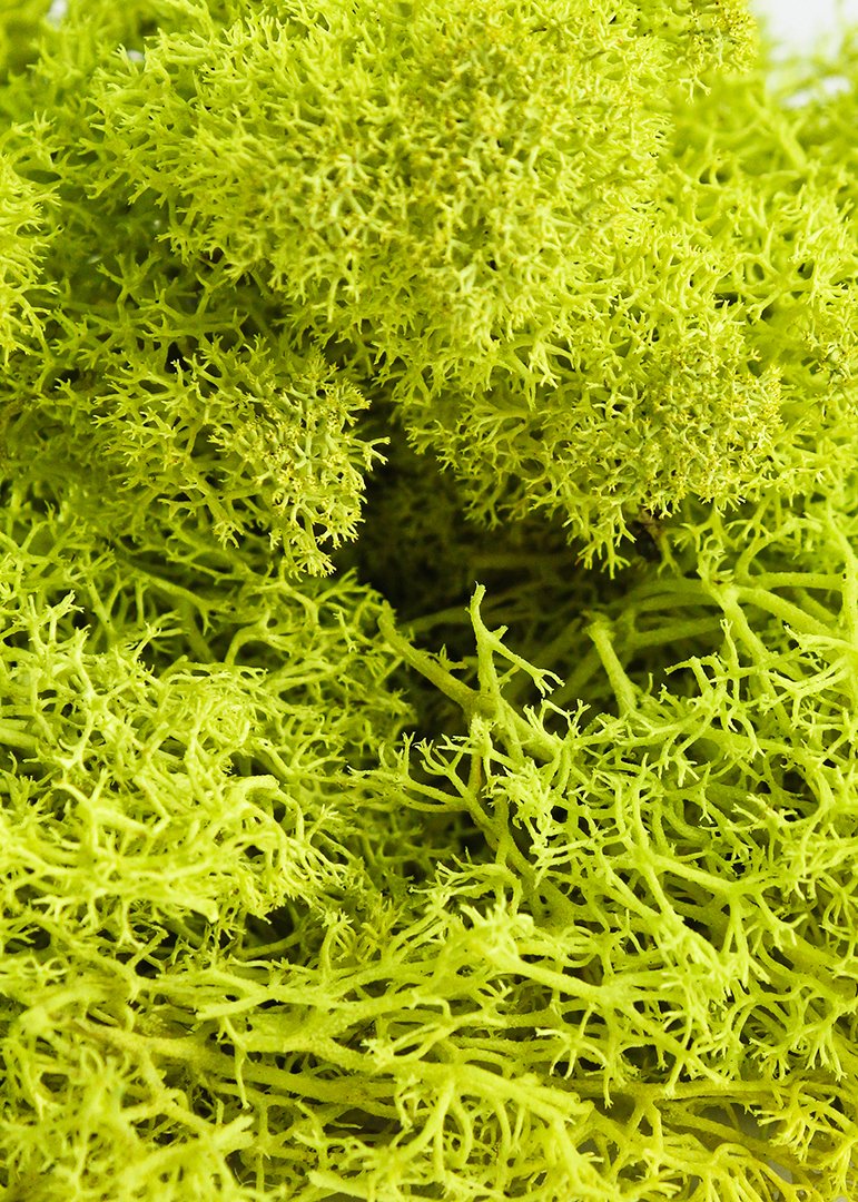 SuperMoss 21786 Reindeer Moss Preserved Black, Appx. 3 lb Bulk Case