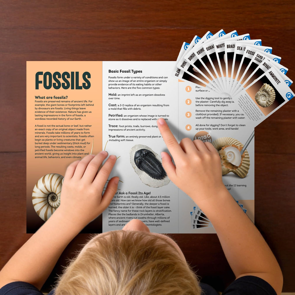 Gamerside Fossil Dig Kit - Educational STEM Science Toys for Kids Ages 6+ - Dig Up 12 Fossils Real & Dinosaur Bones Rocks - Digging Activities Kits - Paleontology, Discovery Gifts for Boys & Girls