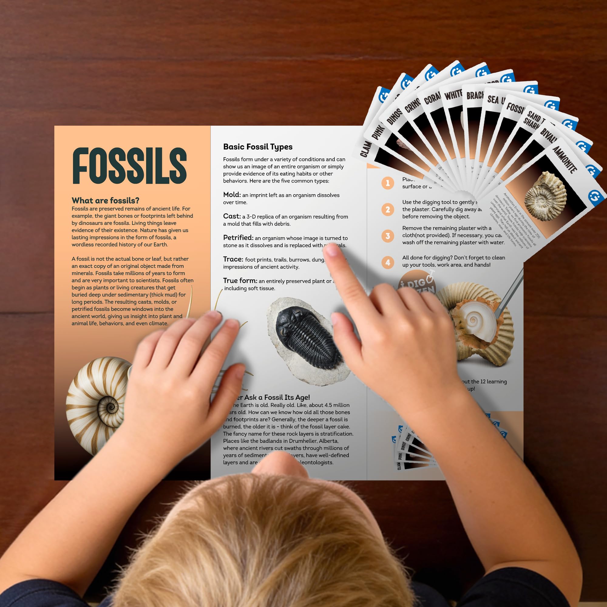 Gamerside Fossil Dig Kit - Educational STEM Science Toys for Kids Ages 6+ - Dig Up 12 Fossils Real & Dinosaur Bones Rocks - Digging Activities Kits - Paleontology, Discovery Gifts for Boys & Girls