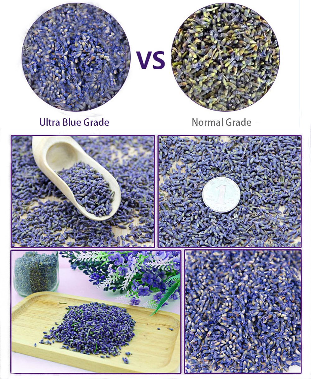 TooGet Fragrant Lavender Buds Natural Dried Flowers Wholesale, Ultra Blue Grade - 1 Pound
