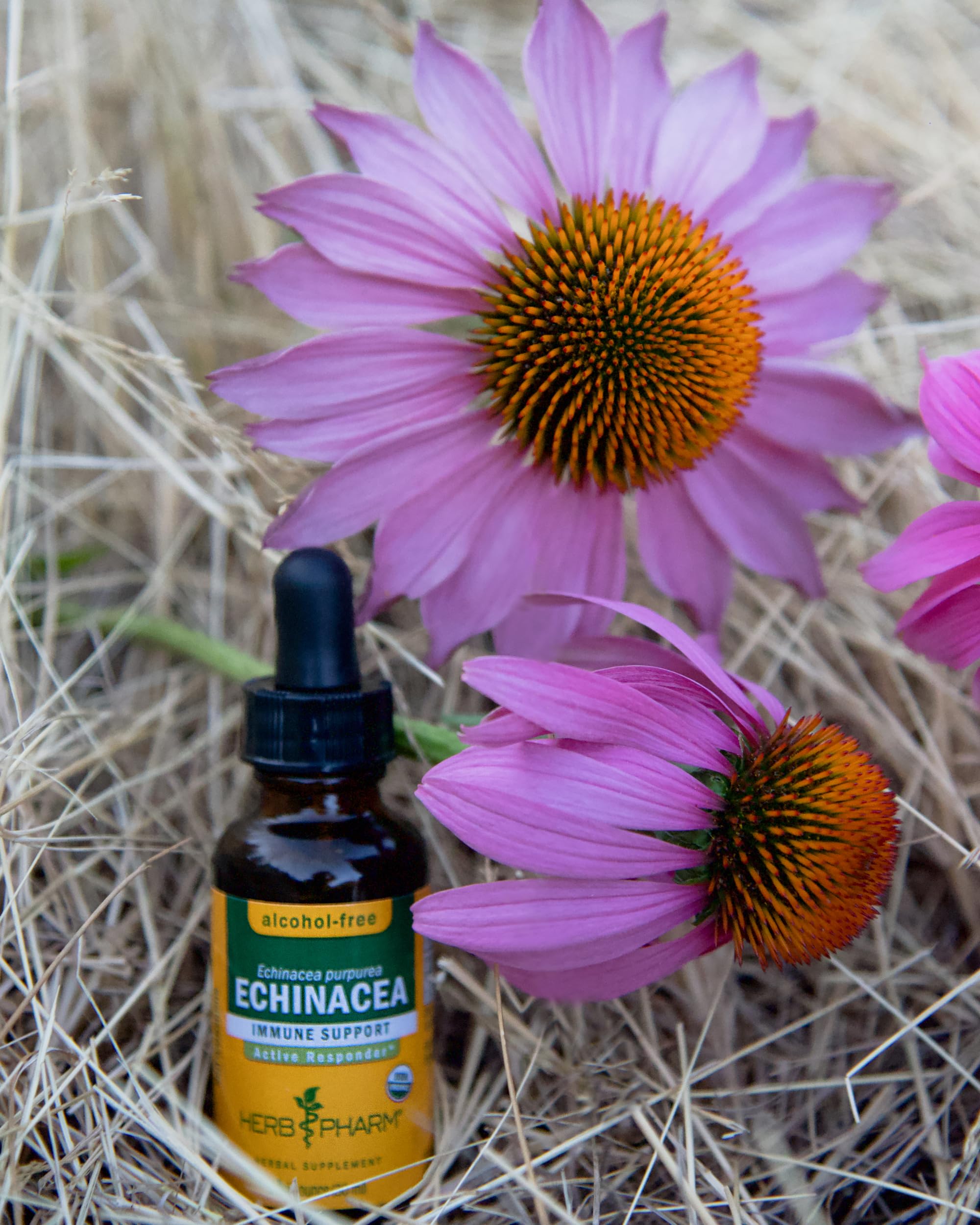 Herb Pharm Echinacea Alcohol-Free Extract: Immune System Support for All Seasons | Fast-Absorbing Echinacea Root Organic Supplement | Non-GMO, Vegan & Gluten-Free | Glycerite Liquid | 1 oz