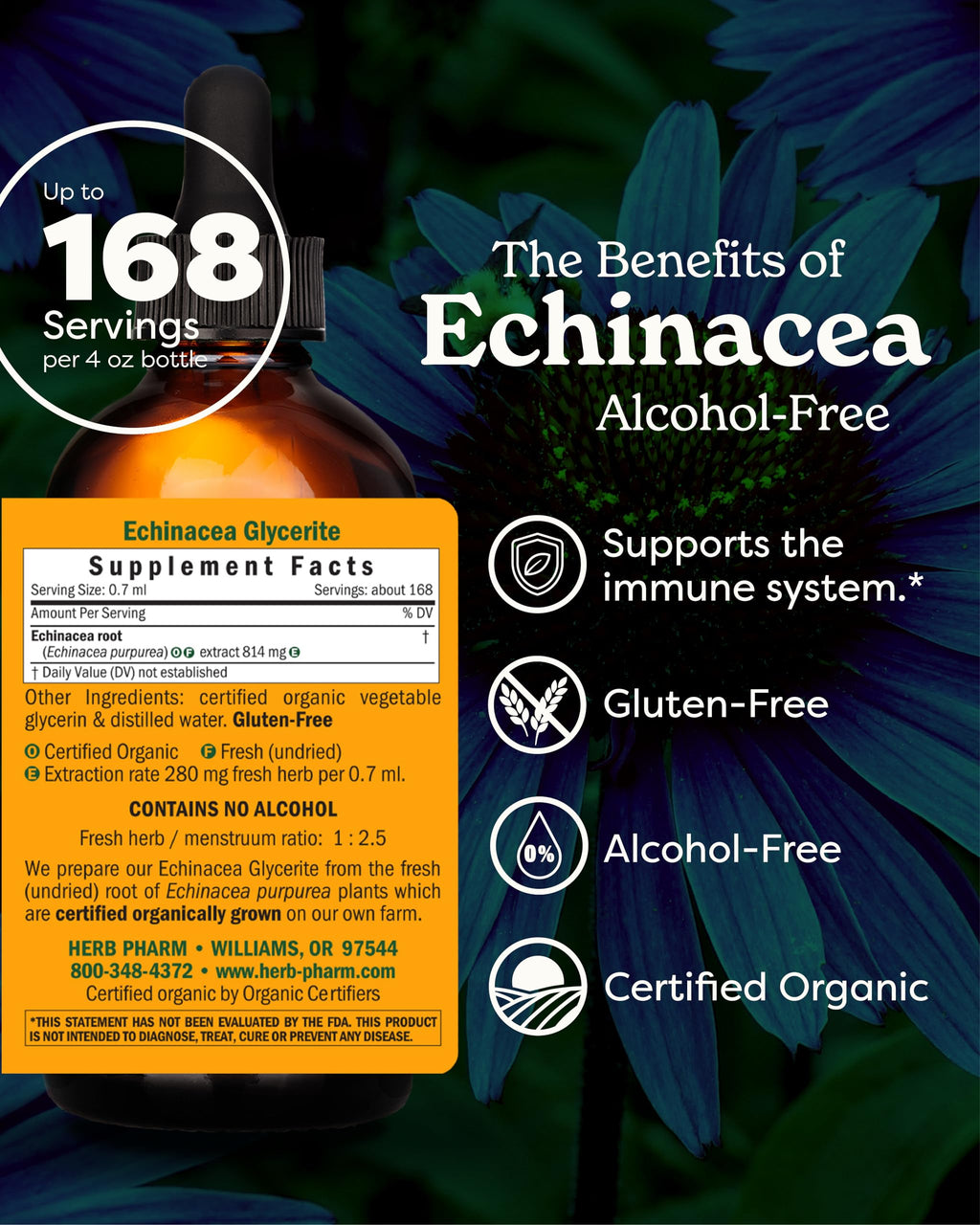 Herb Pharm Echinacea Alcohol-Free Extract: Immune System Support for All Seasons | Fast-Absorbing Echinacea Root Organic Supplement | Non-GMO, Vegan & Gluten-Free | Glycerite Liquid | 1 oz