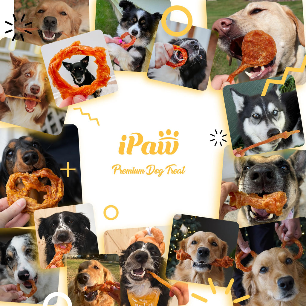 iPaw Turkey Tendons for Dogs 10 Pcs Bulk Pack, 100% Turkey and US Sourced Raw Material, Hypoallergenic, All Natural Human Grade Puppy Chew, Rawhide Alternative Dog Treats, Bone (Large)