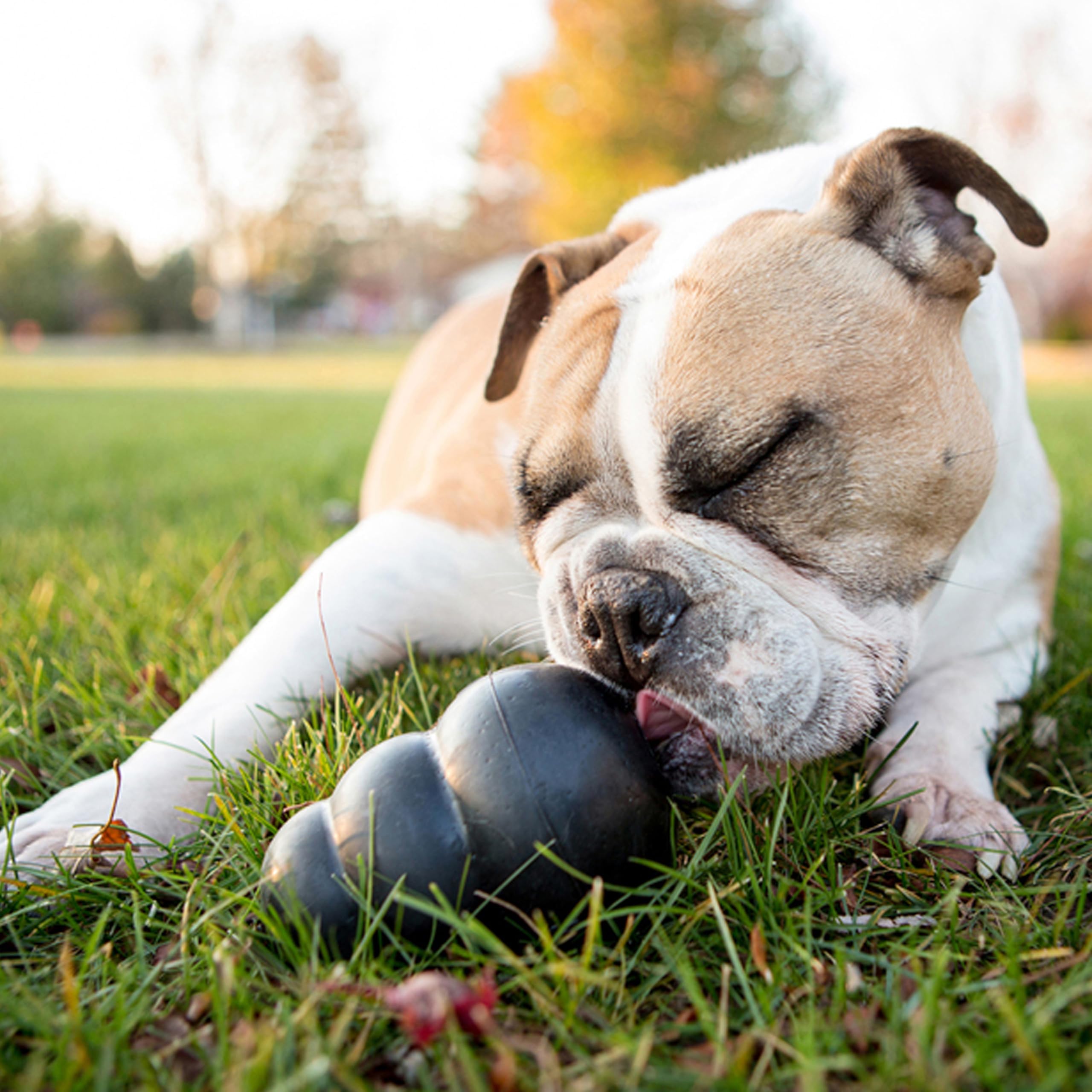 KONG Extreme Dog Toy - Fetch & Chew Toy - Treat-Filling Capabilities & Erratic Bounce for Extended Play Time Most Durable Natural Rubber Material - for Power Chewers - for Small Dogs