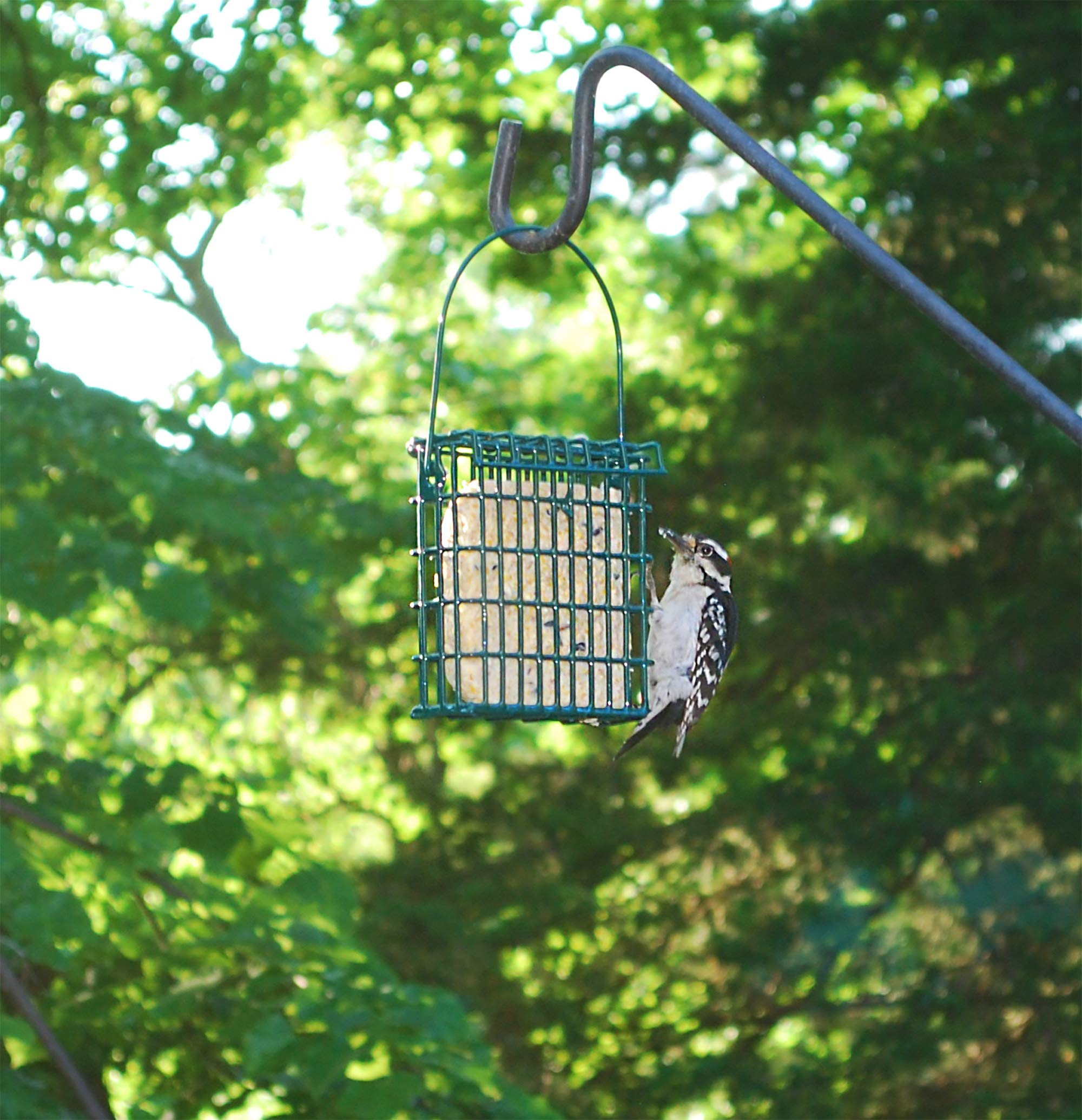 ST. ALBANS BAY SUET PLUS Suet Cake Variety Packs | 11 oz. Wild Bird Suet Cakes | (Apple, 10 Pack)