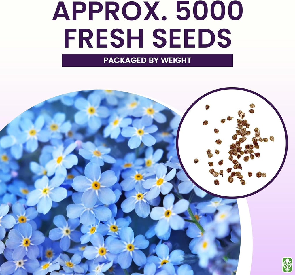 Forget Me Not Seeds - 500 Flower Seeds - Perennial Ground Cover Seed for Tulips and Other Bulbs - Bulk Flowering Ground Cover - Grown in the USA