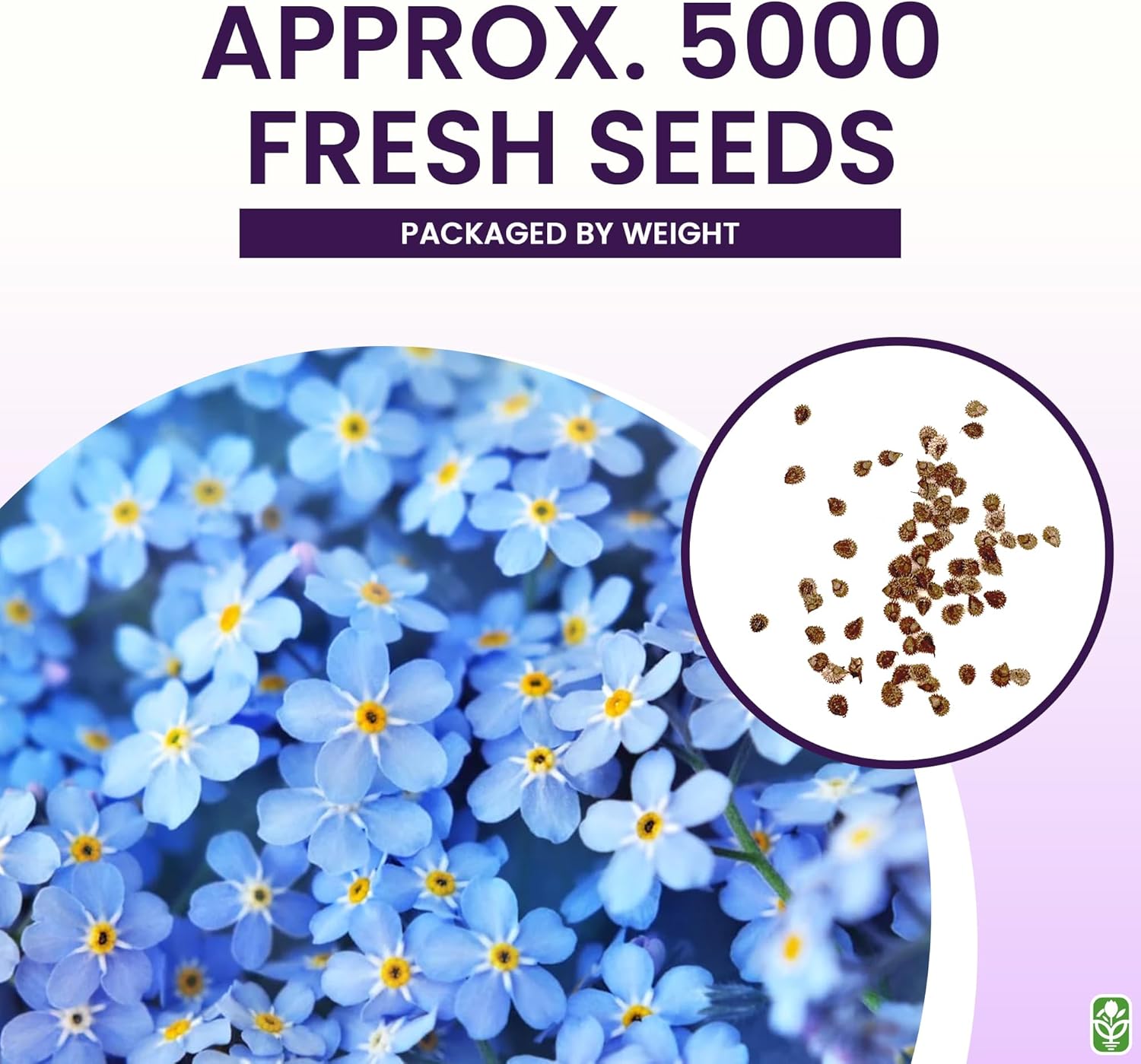 Forget Me Not Seeds - 500 Flower Seeds - Perennial Ground Cover Seed for Tulips and Other Bulbs - Bulk Flowering Ground Cover - Grown in the USA