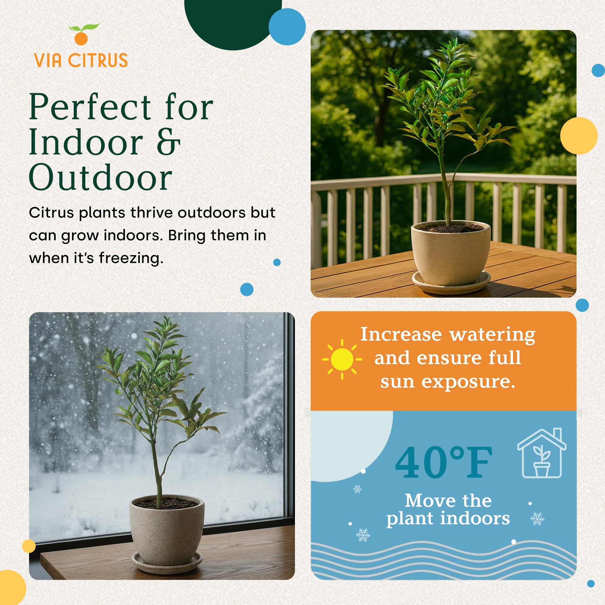 Calamondin Tree Live Plants 13" - 22" Tall Indoor Outdoor Fruit Tree Plant Growing, Live Citrus Plant Mothers Day Gift for Mom Home Garden Patio and Decor Use, Cannot Ship CA AL AZ TX LA by Via Citrus