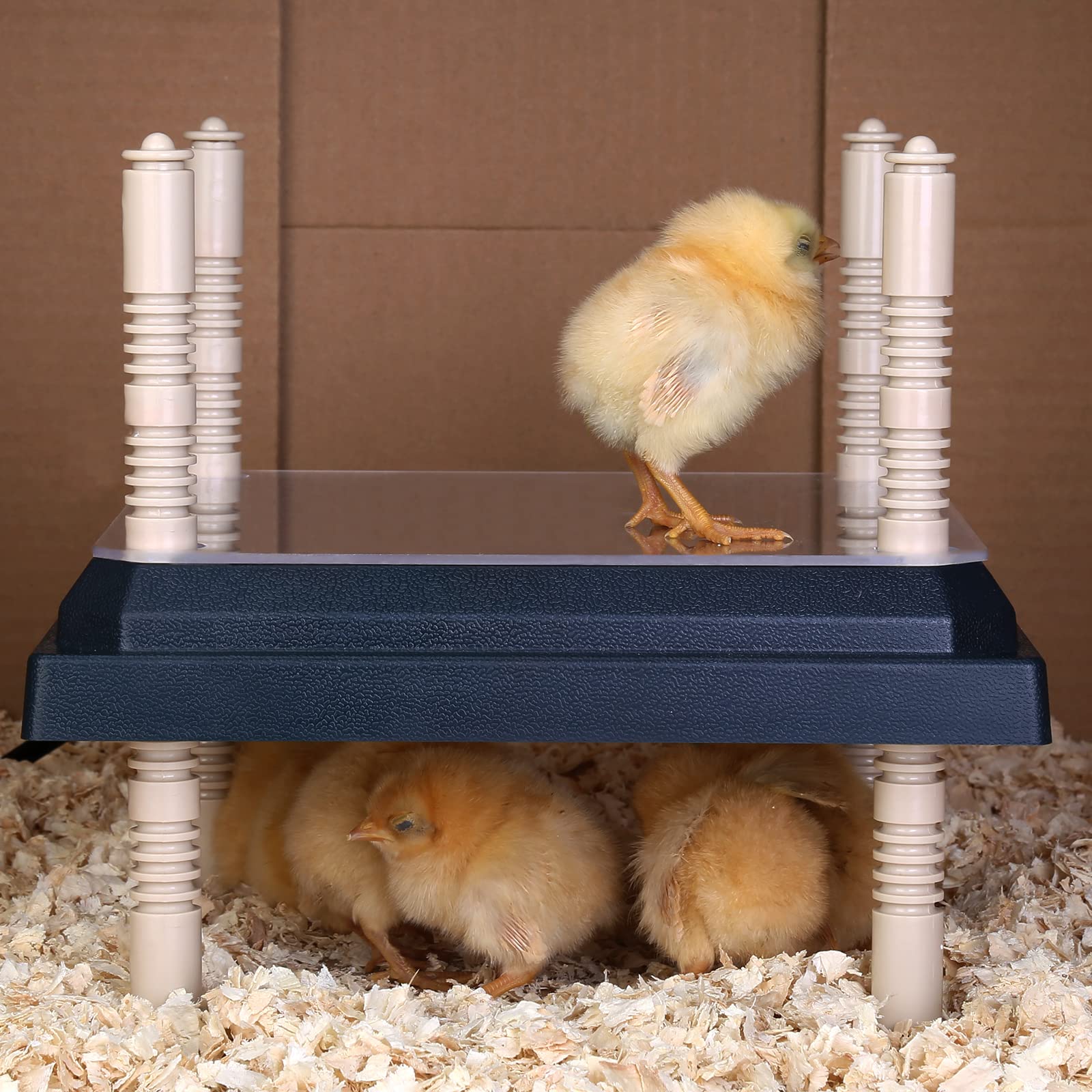 Brooder Heater for Chicks: Chick Brooder Heating Plate with Easy- Cleaning Plate Poultry Coop Heater Chicks Warmer 10" x 10" for 15 Chicks Adjustable Height Brooding Heater 15 Watts