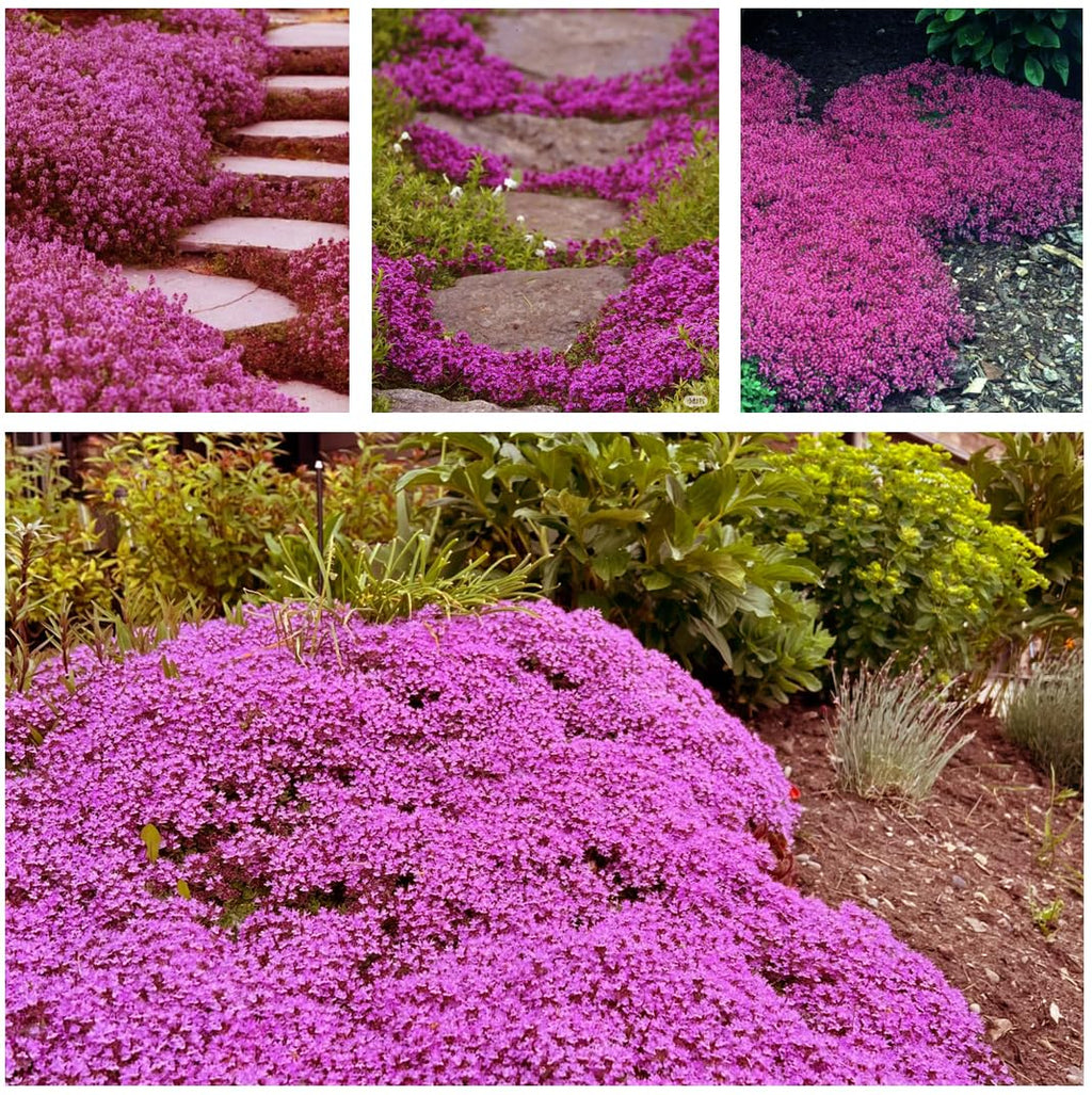 20,000+ Creeping Thyme Seeds Ground Cover, Flower Seeds for Planting, Thymus Serpyllum Perennial for Rock Garden, Garden Path, Border and Sunny Areas (Hot Pink)