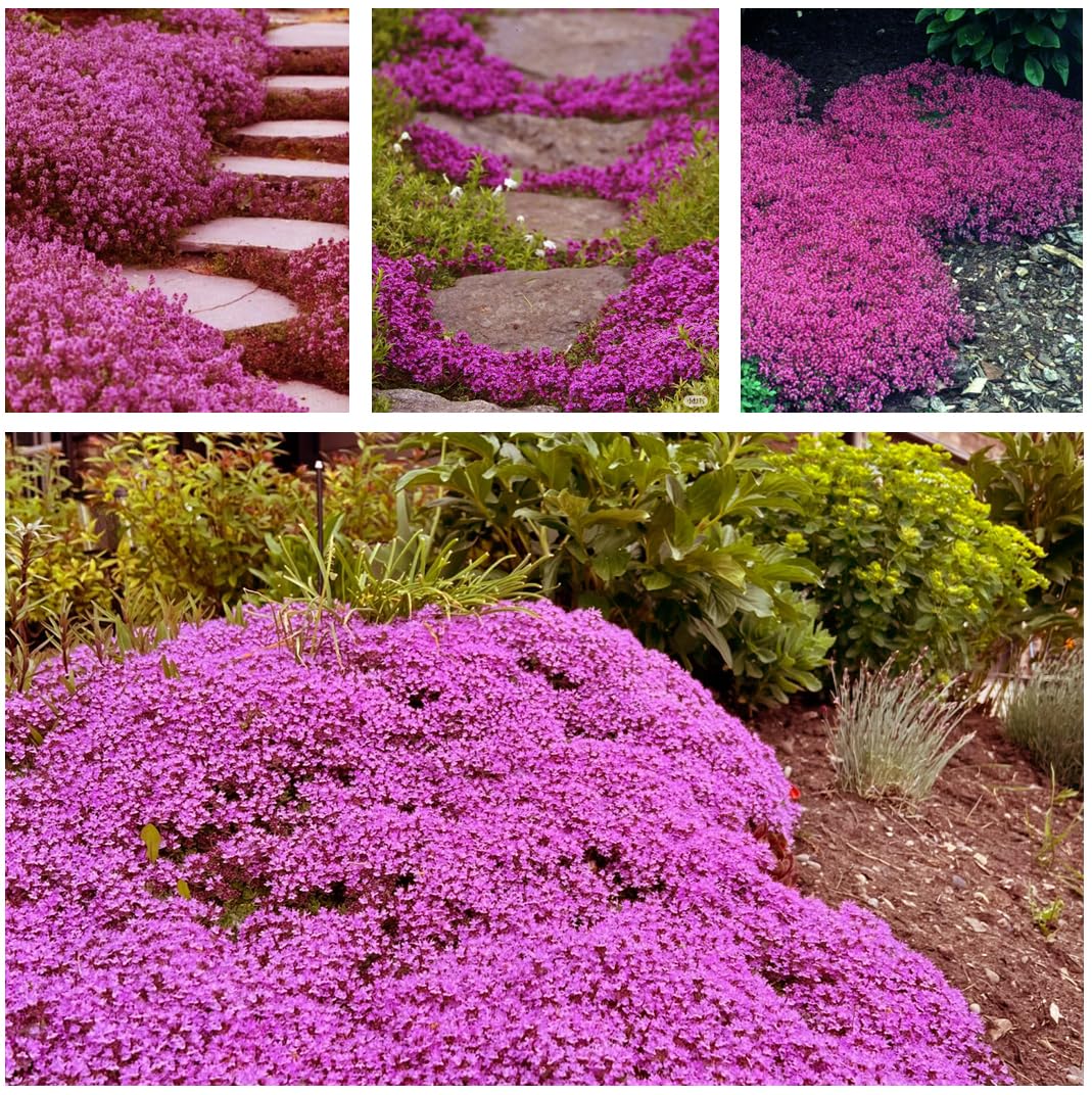 20,000+ Creeping Thyme Seeds Ground Cover, Flower Seeds for Planting, Thymus Serpyllum Perennial for Rock Garden, Garden Path, Border and Sunny Areas (Hot Pink)