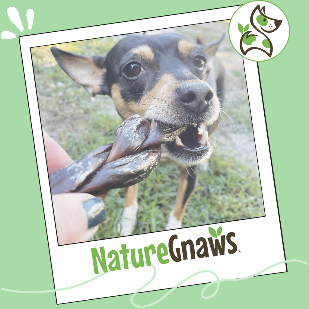 Nature Gnaws Beef Gullet Chews for Small Dogs 4-5" (20 Count) - Natural Beef Jerky Stick Dog Chew Treats - Rawhide Free