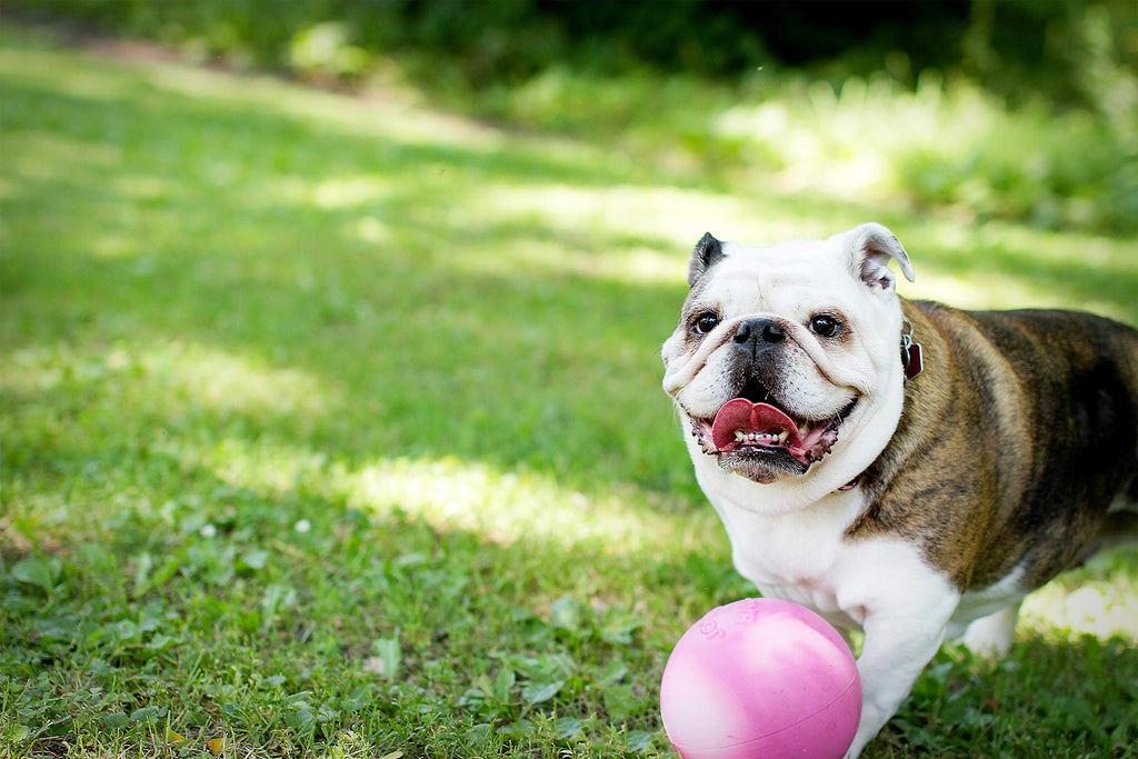 Jolly Pets Bounce-n-Play Dog Toy Ball, 6 Inches, Blueberry, All Breed Sizes