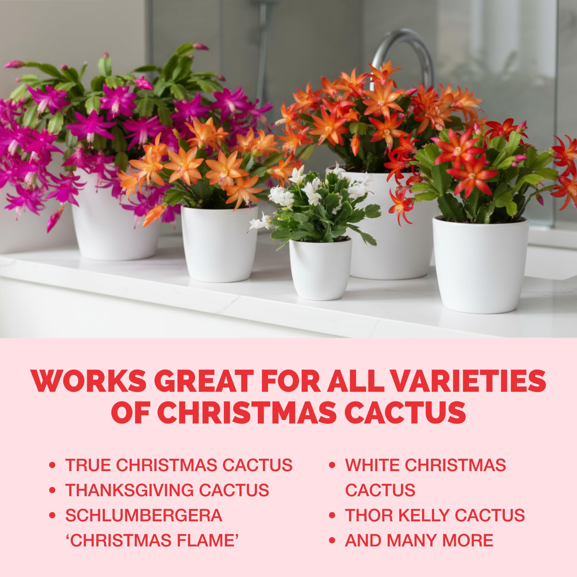 Christmas Cactus Fertilizer – Liquid Plant Food for More Blooms, Brighter Flower Color & Stronger Root Development, 8 oz