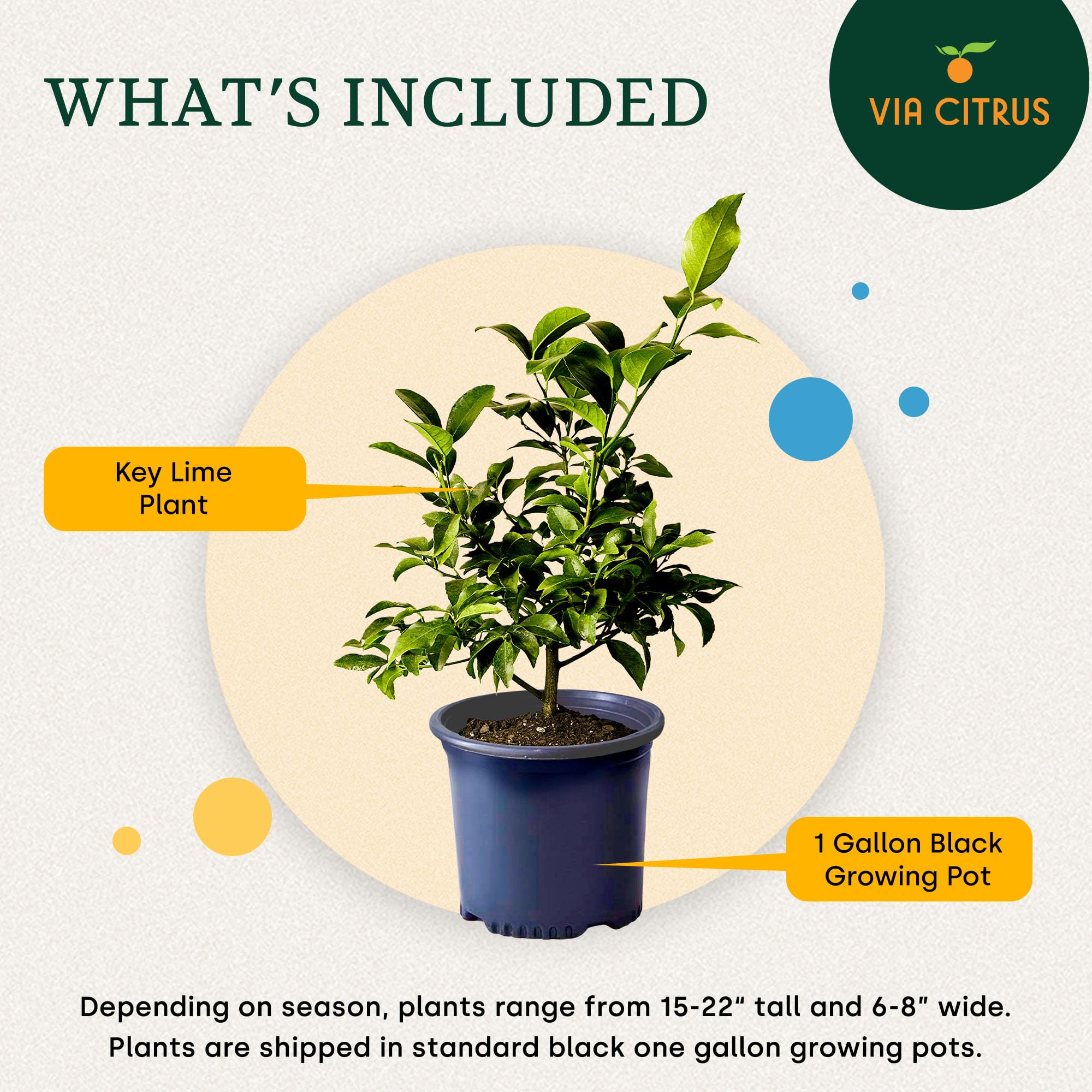 Calamondin Tree Live Plants 13" - 22" Tall Indoor Outdoor Fruit Tree Plant Growing, Live Citrus Plant Mothers Day Gift for Mom Home Garden Patio and Decor Use, Cannot Ship CA AL AZ TX LA by Via Citrus