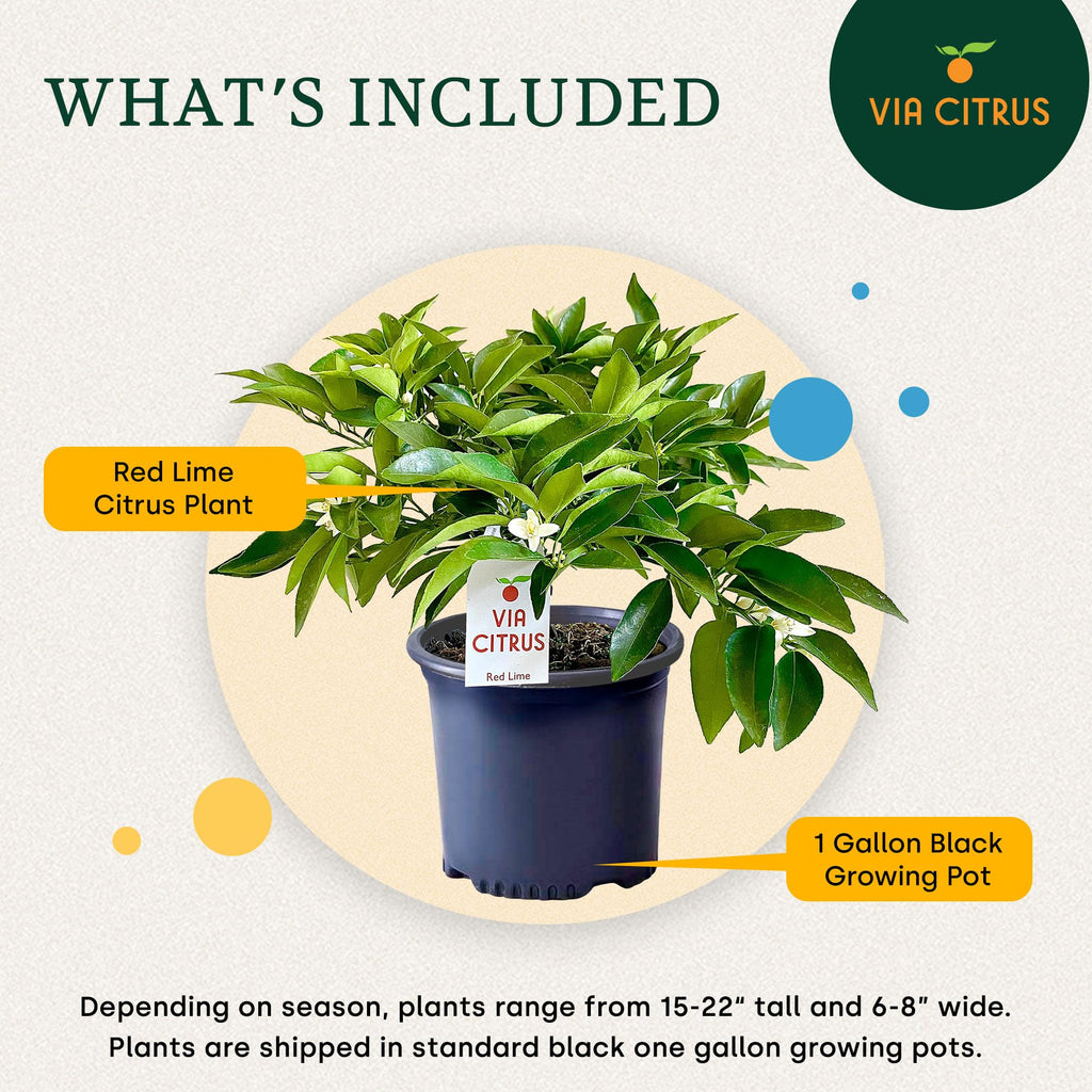 Calamondin Tree Live Plants 13" - 22" Tall Indoor Outdoor Fruit Tree Plant Growing, Live Citrus Plant Mothers Day Gift for Mom Home Garden Patio and Decor Use, Cannot Ship CA AL AZ TX LA by Via Citrus