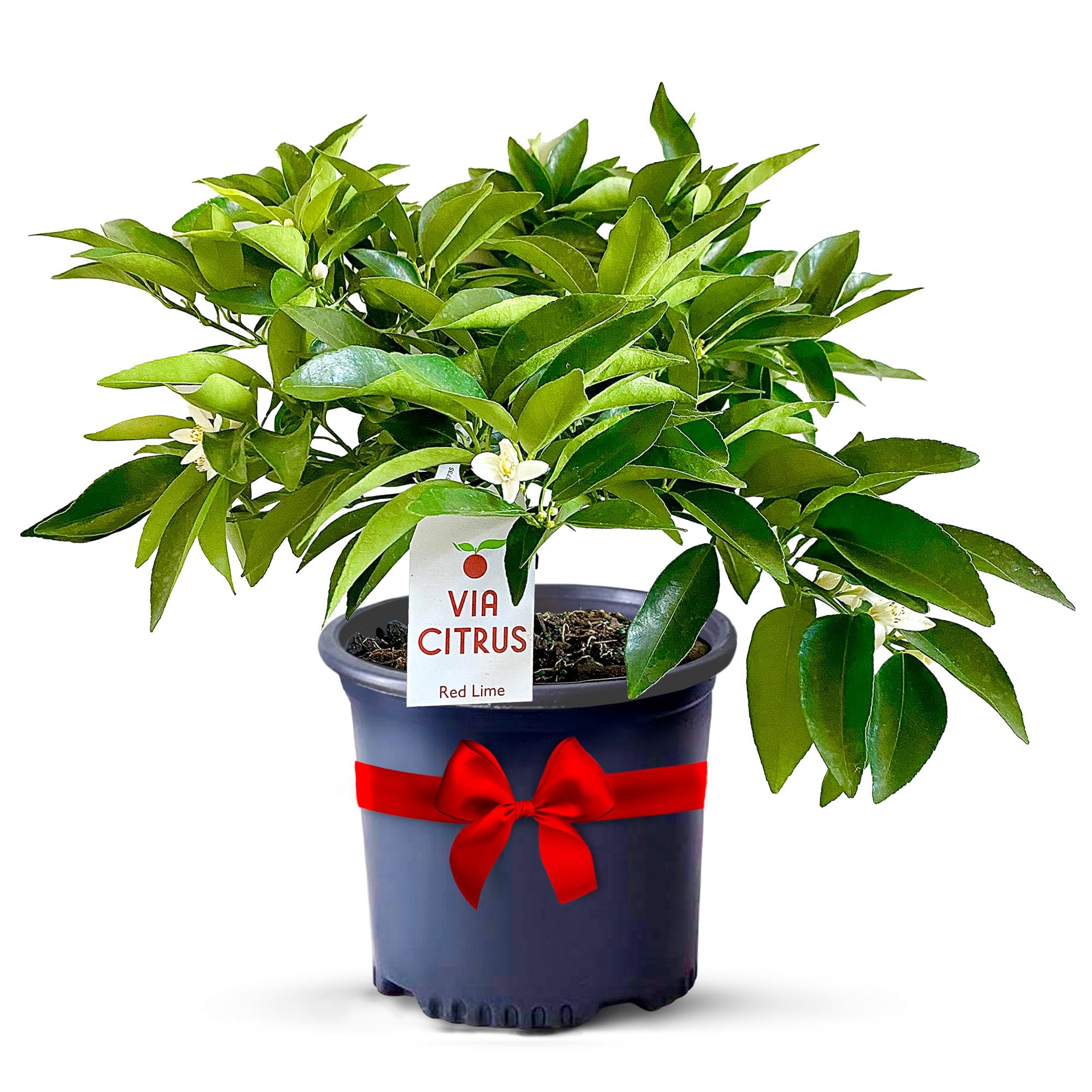 Calamondin Tree Live Plants 13" - 22" Tall Indoor Outdoor Fruit Tree Plant Growing, Live Citrus Plant Mothers Day Gift for Mom Home Garden Patio and Decor Use, Cannot Ship CA AL AZ TX LA by Via Citrus