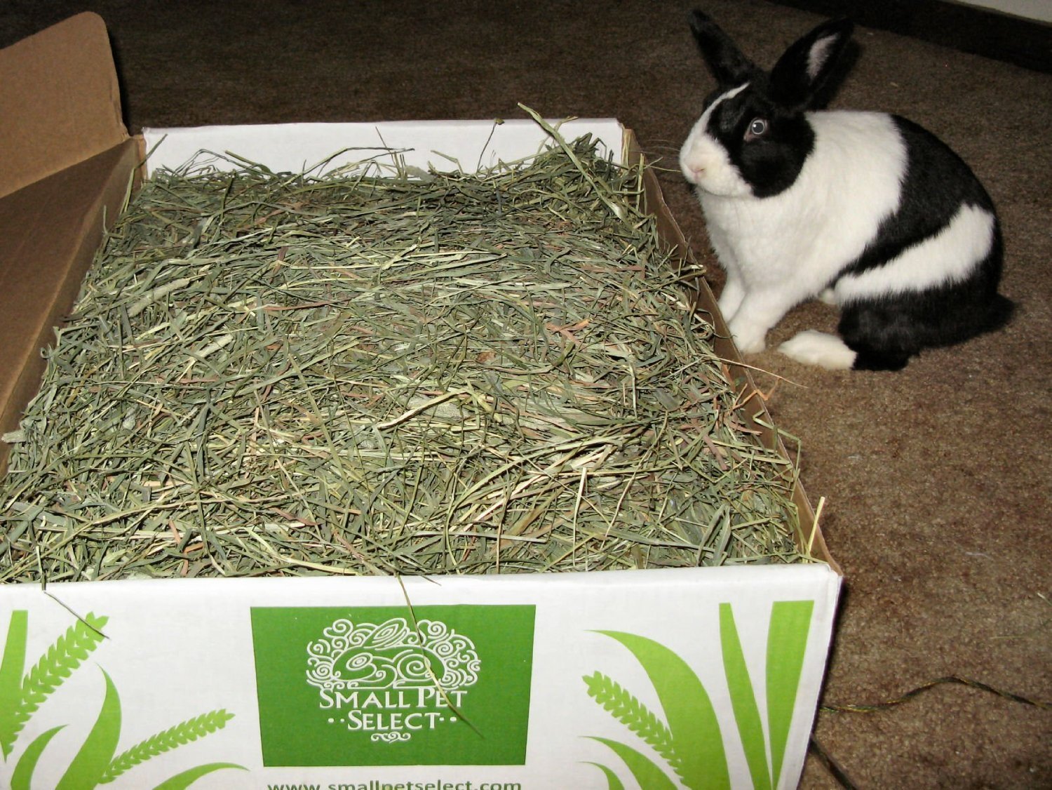 Small Pet Select 3rd Cutting Super Soft Timothy Hay Pet Food for Picky Eaters, Rabbits, Guinea Pigs, and Other Small Animals, Easy to Store Box, 2 LB