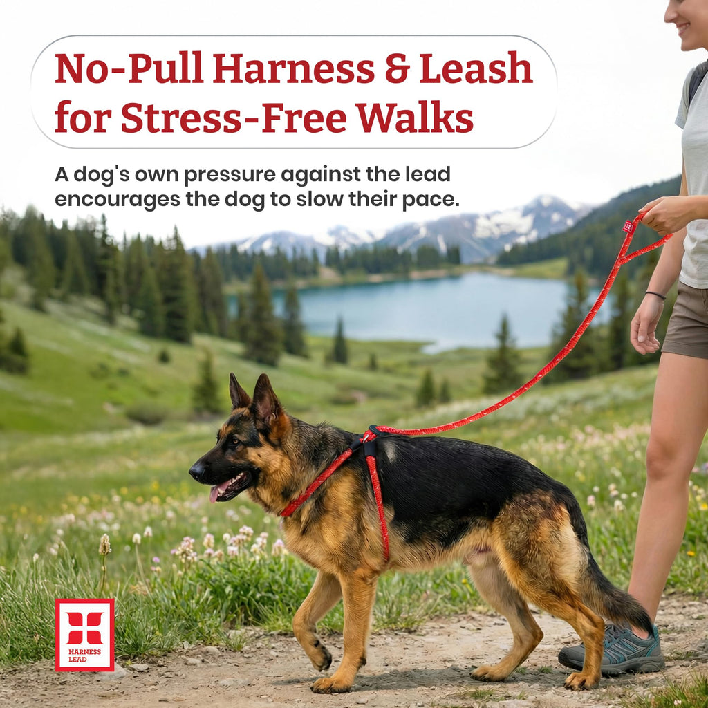Harness Lead Escape Resistant, Reduces Pull Dog Harness, Medium/Large, Black
