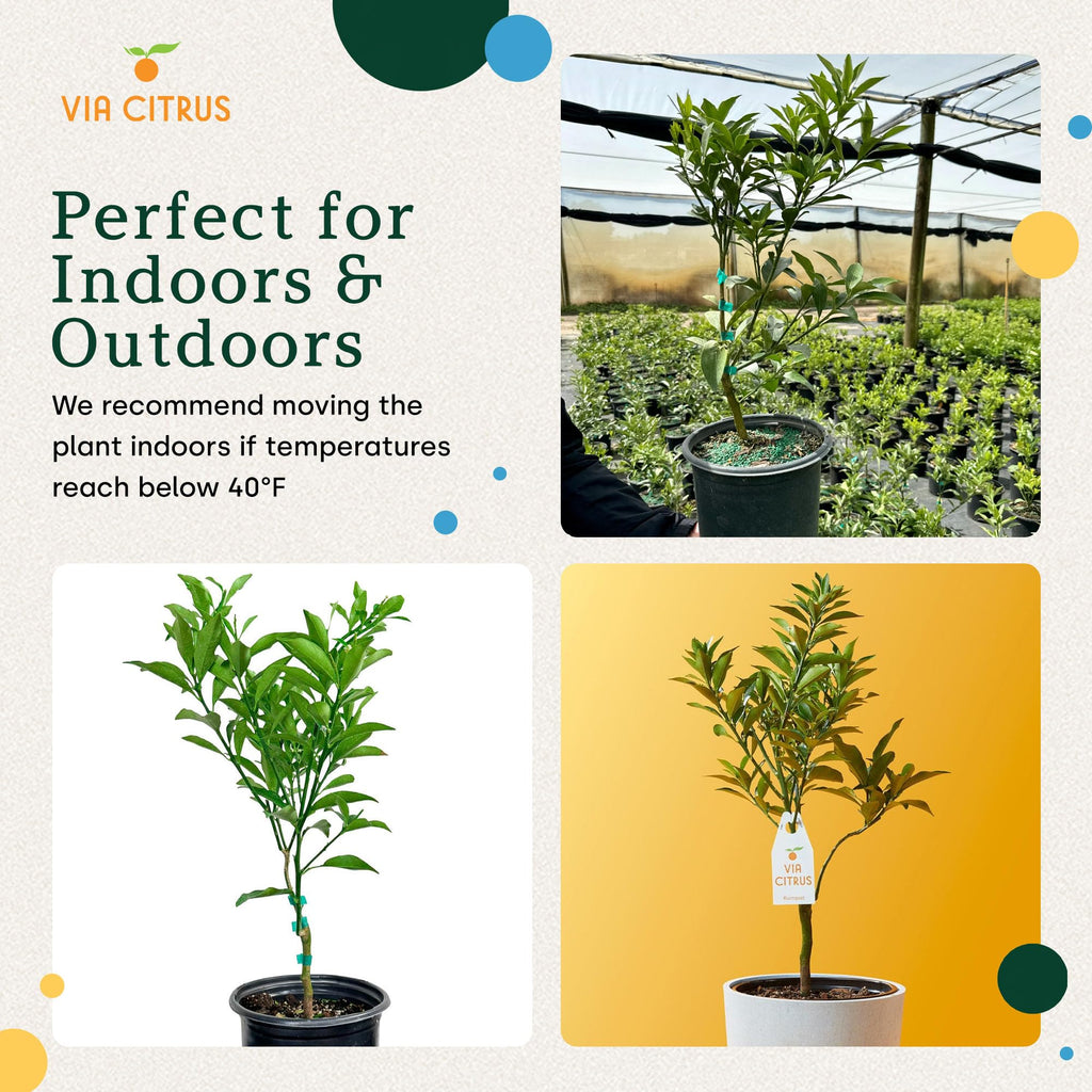 Calamondin Tree Live Plants 13" - 22" Tall Indoor Outdoor Fruit Tree Plant Growing, Live Citrus Plant Mothers Day Gift for Mom Home Garden Patio and Decor Use, Cannot Ship CA AL AZ TX LA by Via Citrus
