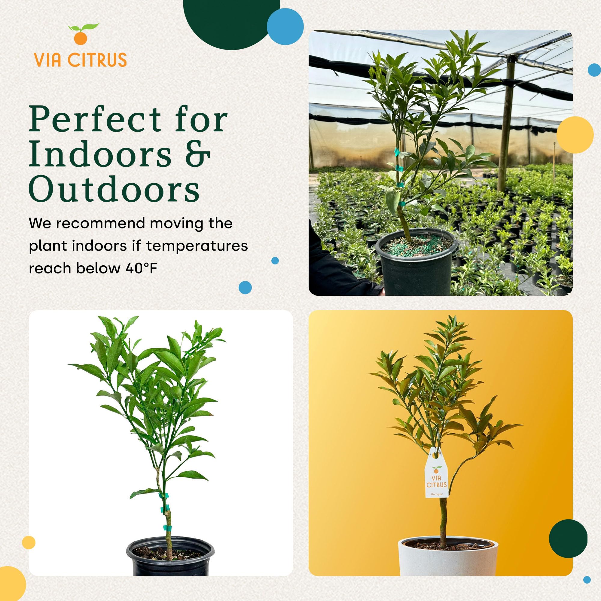 Calamondin Tree Live Plants 13" - 22" Tall Indoor Outdoor Fruit Tree Plant Growing, Live Citrus Plant Mothers Day Gift for Mom Home Garden Patio and Decor Use, Cannot Ship CA AL AZ TX LA by Via Citrus