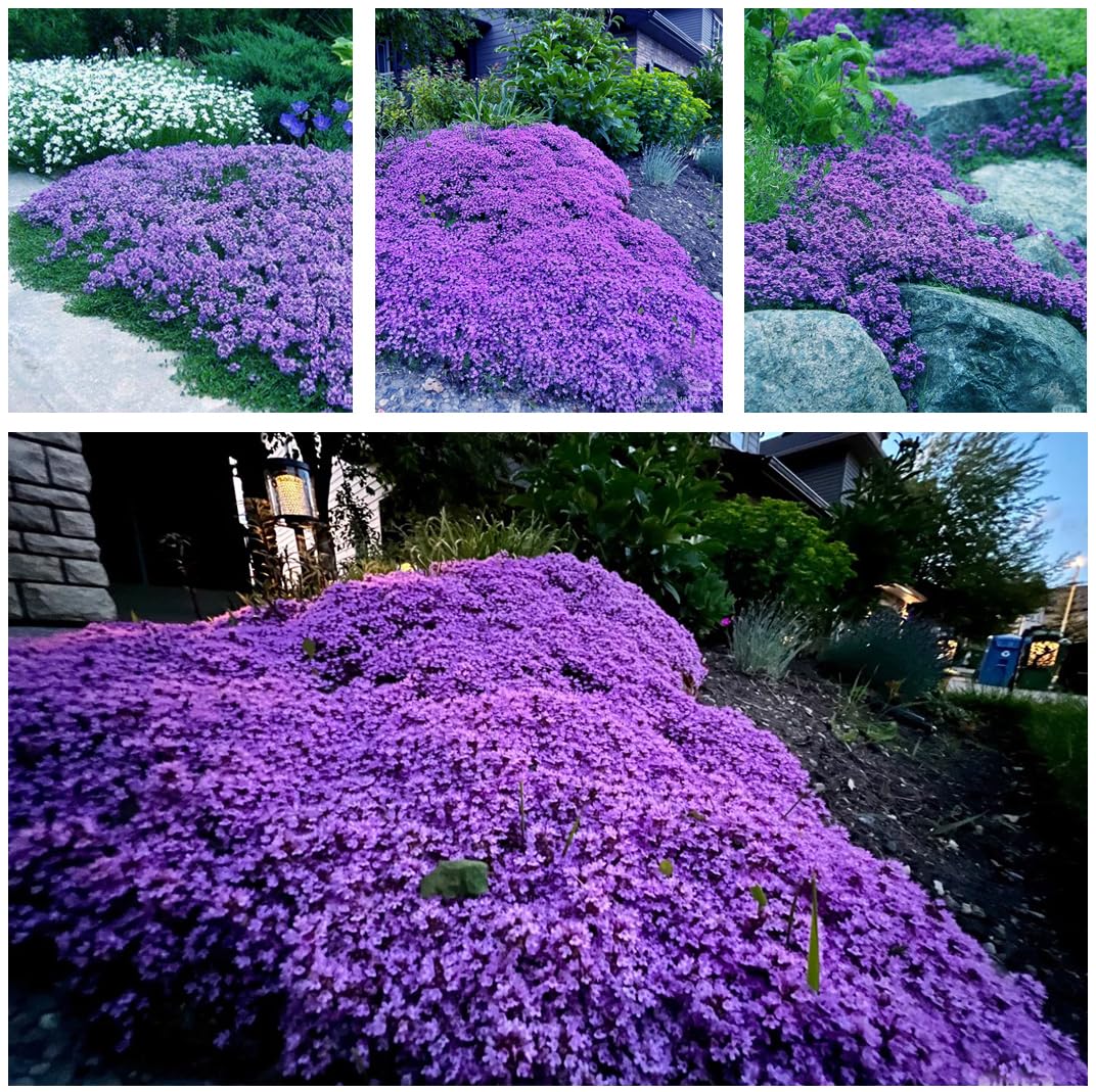 20,000+ Creeping Thyme Seeds Ground Cover, Flower Seeds for Planting, Thymus Serpyllum Perennial for Rock Garden, Garden Path, Border and Sunny Areas (Hot Pink)