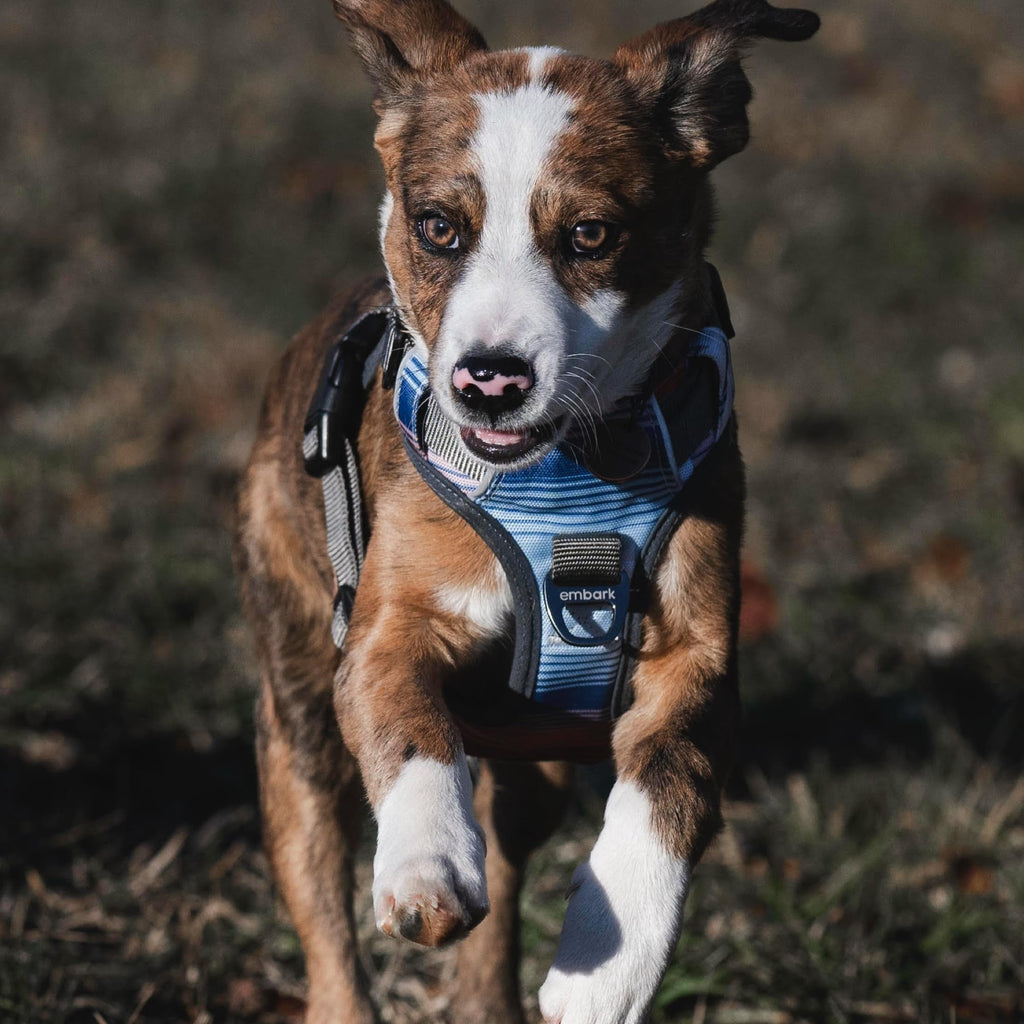 Embark Adventure Dog Harness for Small, Medium & Large Dogs – No Pull, Reflective Trim, Heavy Duty Oxford, 2 Leash Clips, Gel-Lined Handle, Soft Padded