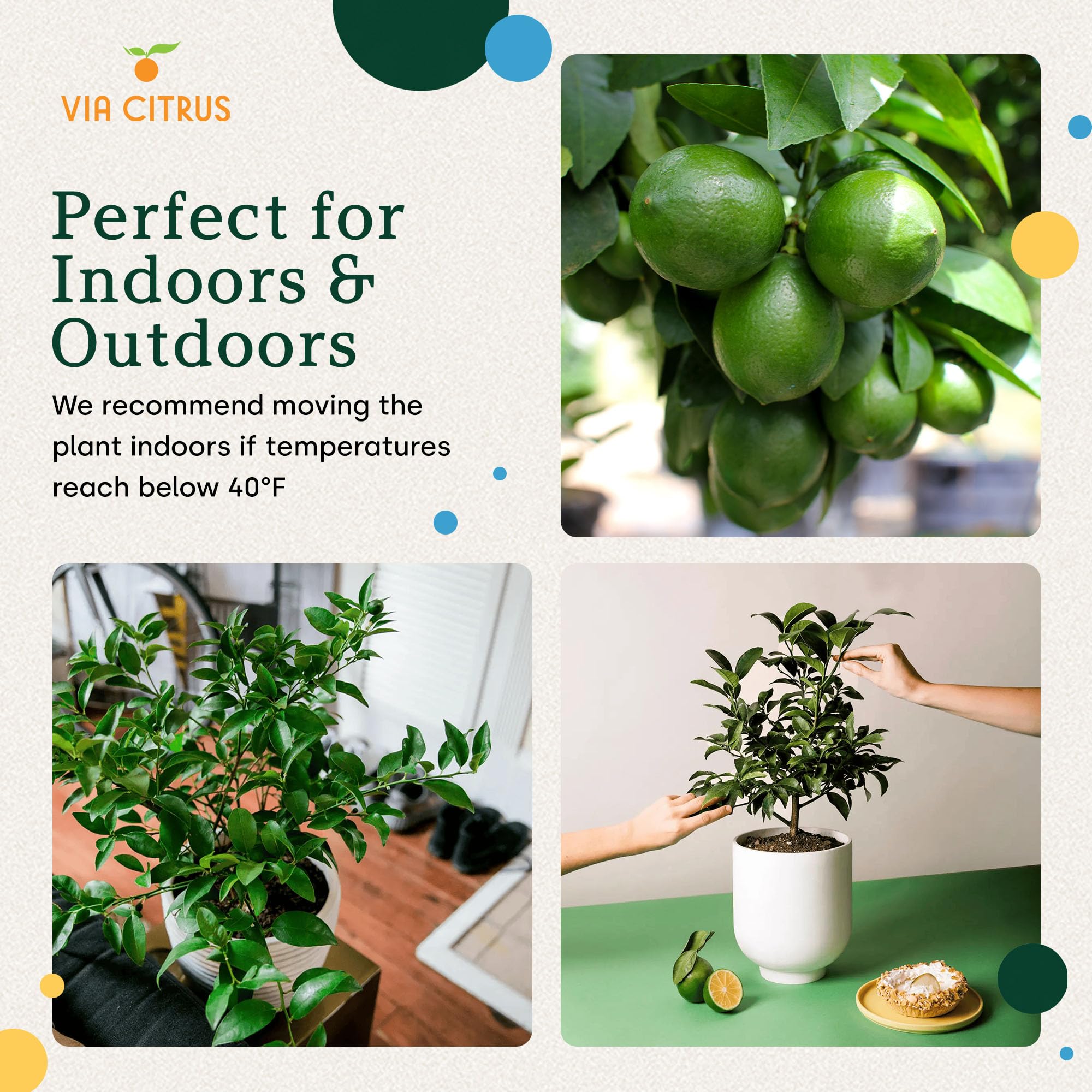 Calamondin Tree Live Plants 13" - 22" Tall Indoor Outdoor Fruit Tree Plant Growing, Live Citrus Plant Mothers Day Gift for Mom Home Garden Patio and Decor Use, Cannot Ship CA AL AZ TX LA by Via Citrus