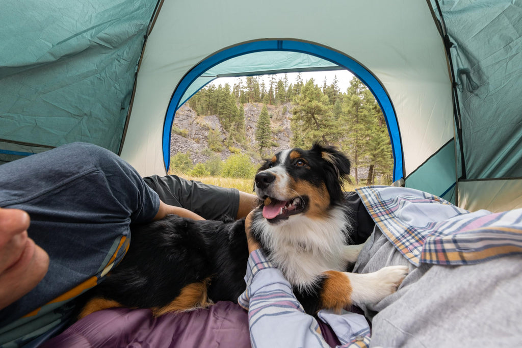 Coleman Skydome Camping Tent with 5 Minute Setup, 2/4/6/8 Person Weatherproof Tent with Rainfly & Carry Bag, 20% More Headroom Than Traditional Canopies