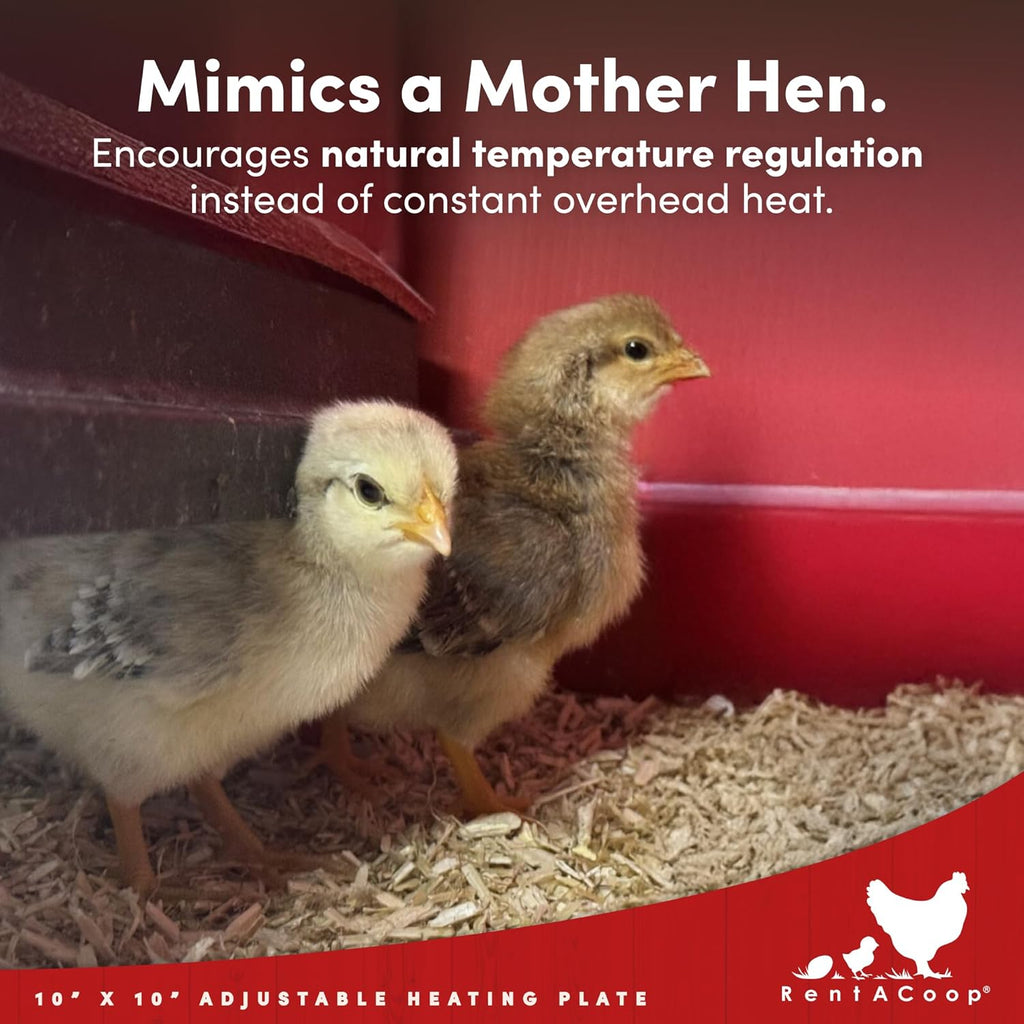 RentACoop 10x10” Adjustable Heating Plate with Bonus Foldable Anti-Roost Cone for up to 15 Chicks | Chick Brooder Heat Plate – Energy-Efficient 15-Watt Chick Heater - Safer Than Heat Lamps