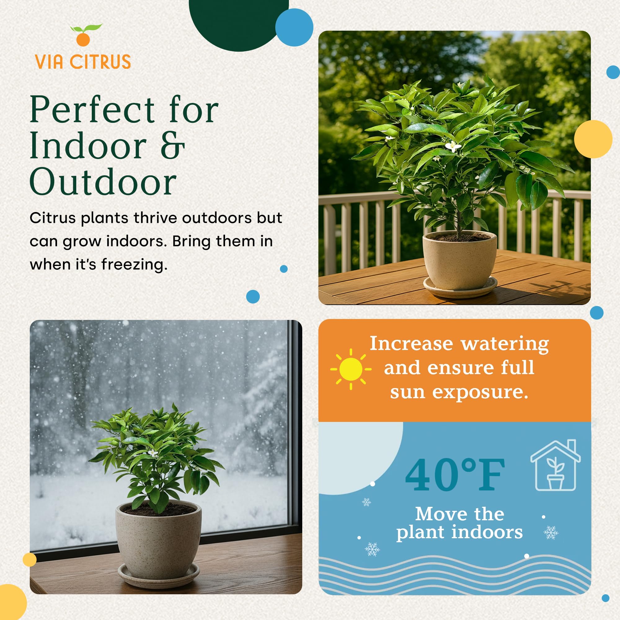 Calamondin Tree Live Plants 13" - 22" Tall Indoor Outdoor Fruit Tree Plant Growing, Live Citrus Plant Mothers Day Gift for Mom Home Garden Patio and Decor Use, Cannot Ship CA AL AZ TX LA by Via Citrus