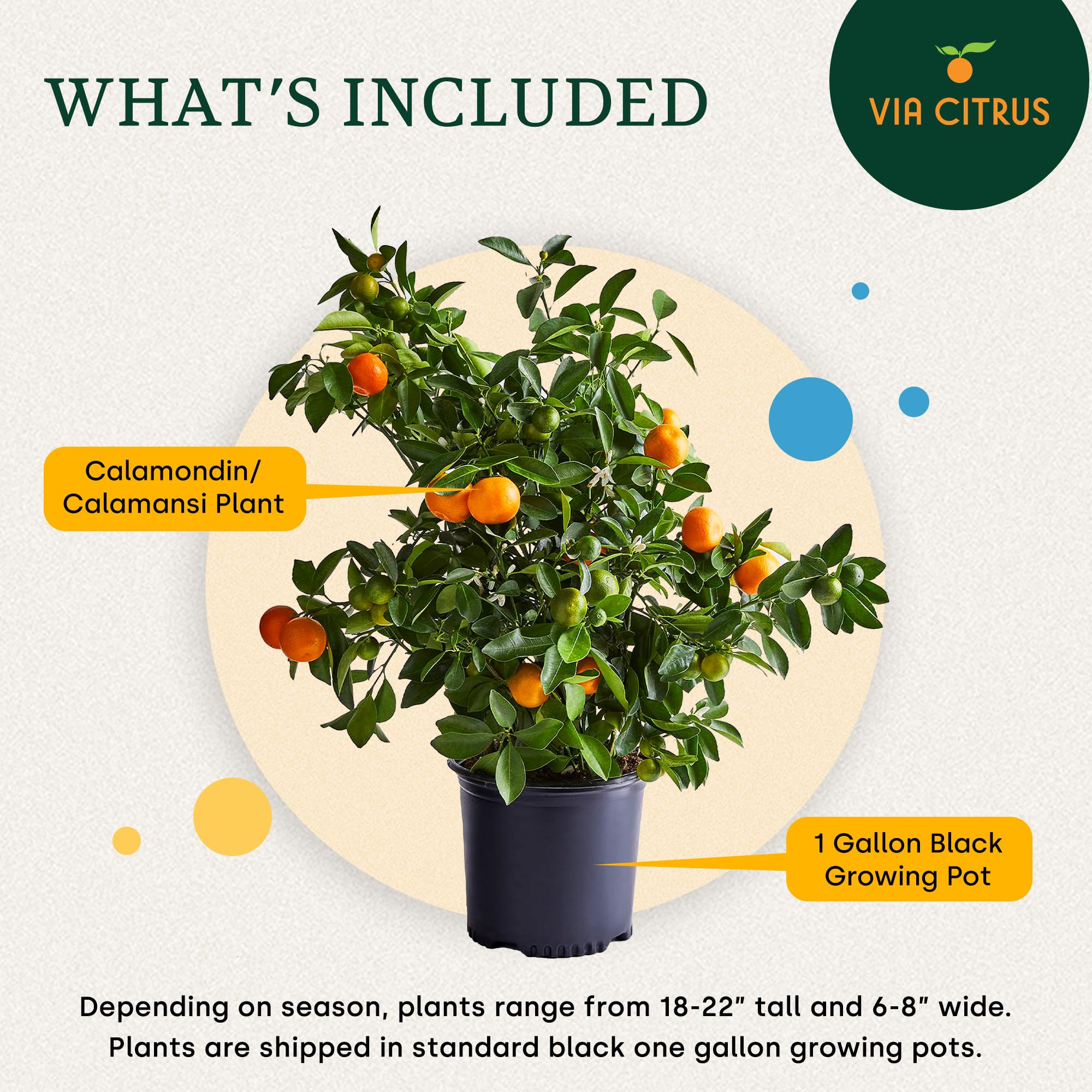 Calamondin Tree Live Plants 13" - 22" Tall Indoor Outdoor Fruit Tree Plant Growing, Live Citrus Plant Mothers Day Gift for Mom Home Garden Patio and Decor Use, Cannot Ship CA AL AZ TX LA by Via Citrus