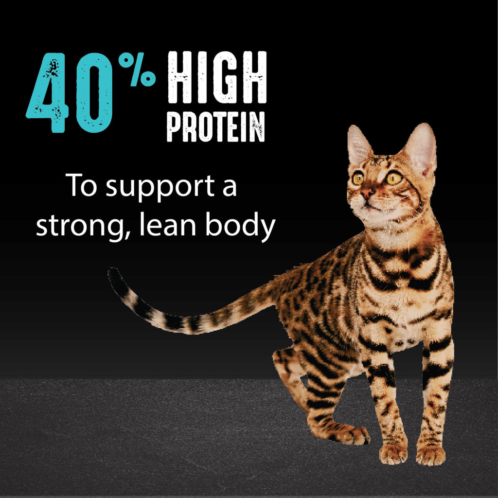 CRAVE Grain Free Indoor Adult High Protein Natural Dry Cat Food with Protein from Chicken & Salmon, 2 lb. Bag