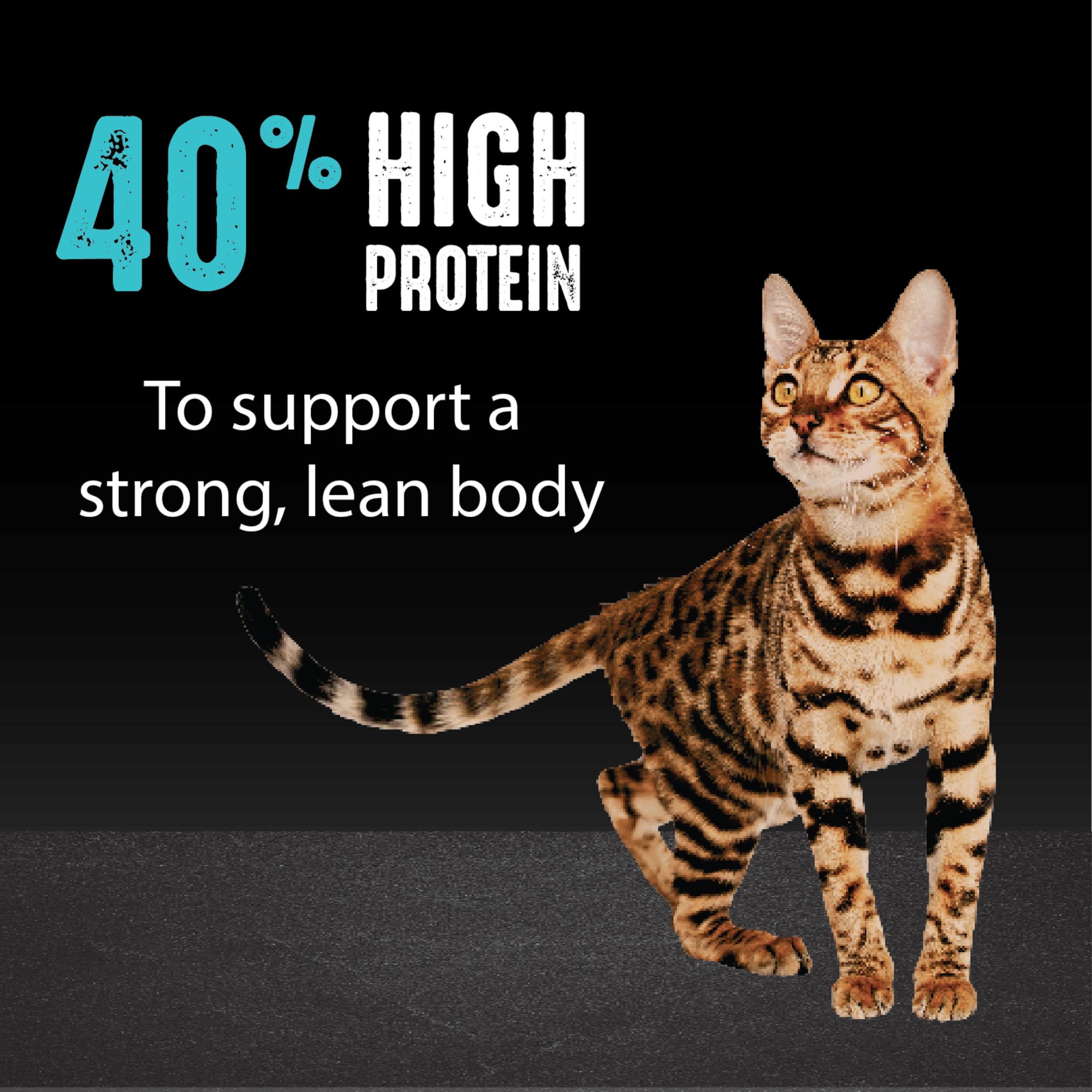 CRAVE Grain Free Indoor Adult High Protein Natural Dry Cat Food with Protein from Chicken & Salmon, 2 lb. Bag