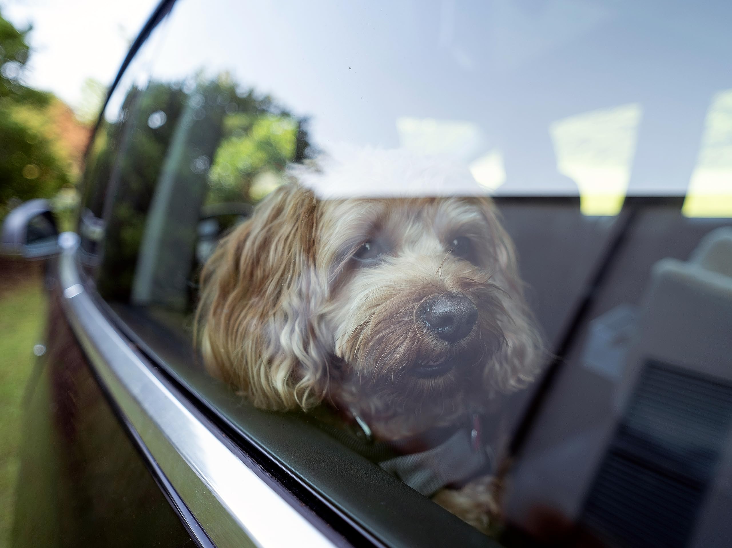 SNOOZER PET Products Lookout 1 Dog CAR SEAT, Birch Diamond, Small