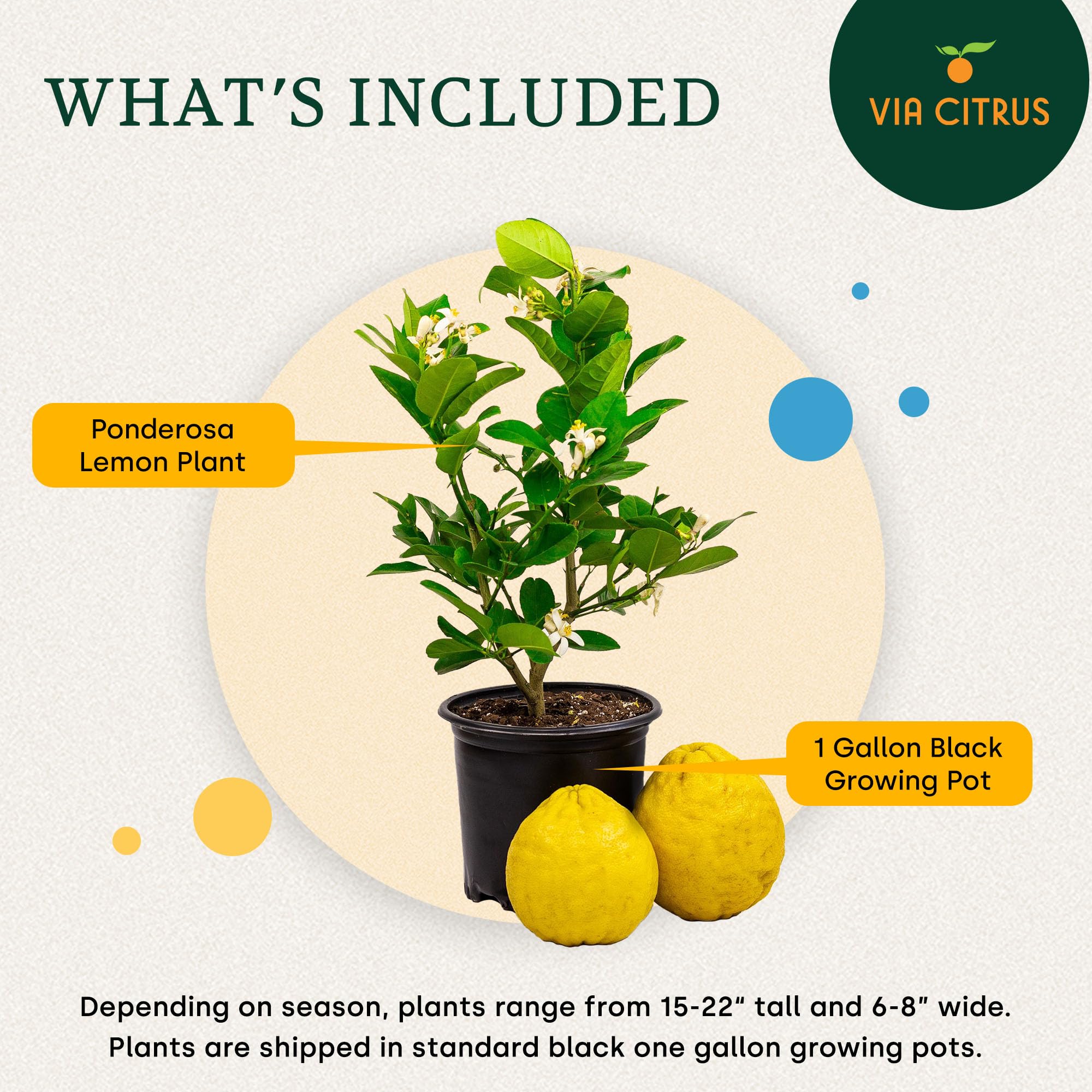 Calamondin Tree Live Plants 13" - 22" Tall Indoor Outdoor Fruit Tree Plant Growing, Live Citrus Plant Mothers Day Gift for Mom Home Garden Patio and Decor Use, Cannot Ship CA AL AZ TX LA by Via Citrus