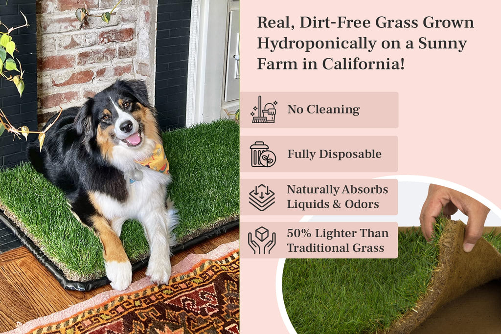DoggieLawn XL - Real Grass Disposable Potty Training Puppy Pee Pads, Dog Grass Pee Pad, Potty Training Pee Pad, Puppy and Dogs Grass Pee Pads, Puppy Grass Pads, 48 x 24 Inches with Reusable FlexTray