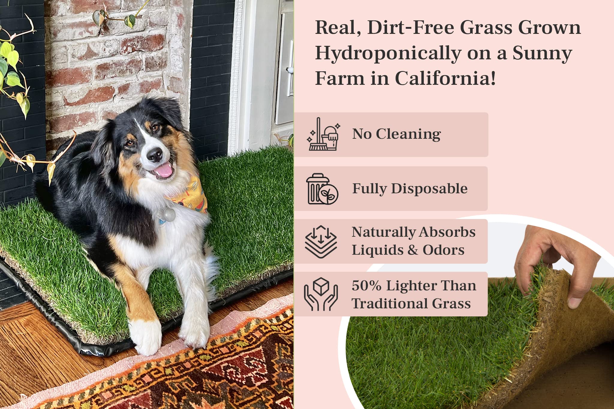 DoggieLawn XL - Real Grass Disposable Potty Training Puppy Pee Pads, Dog Grass Pee Pad, Potty Training Pee Pad, Puppy and Dogs Grass Pee Pads, Puppy Grass Pads, 48 x 24 Inches with Reusable FlexTray