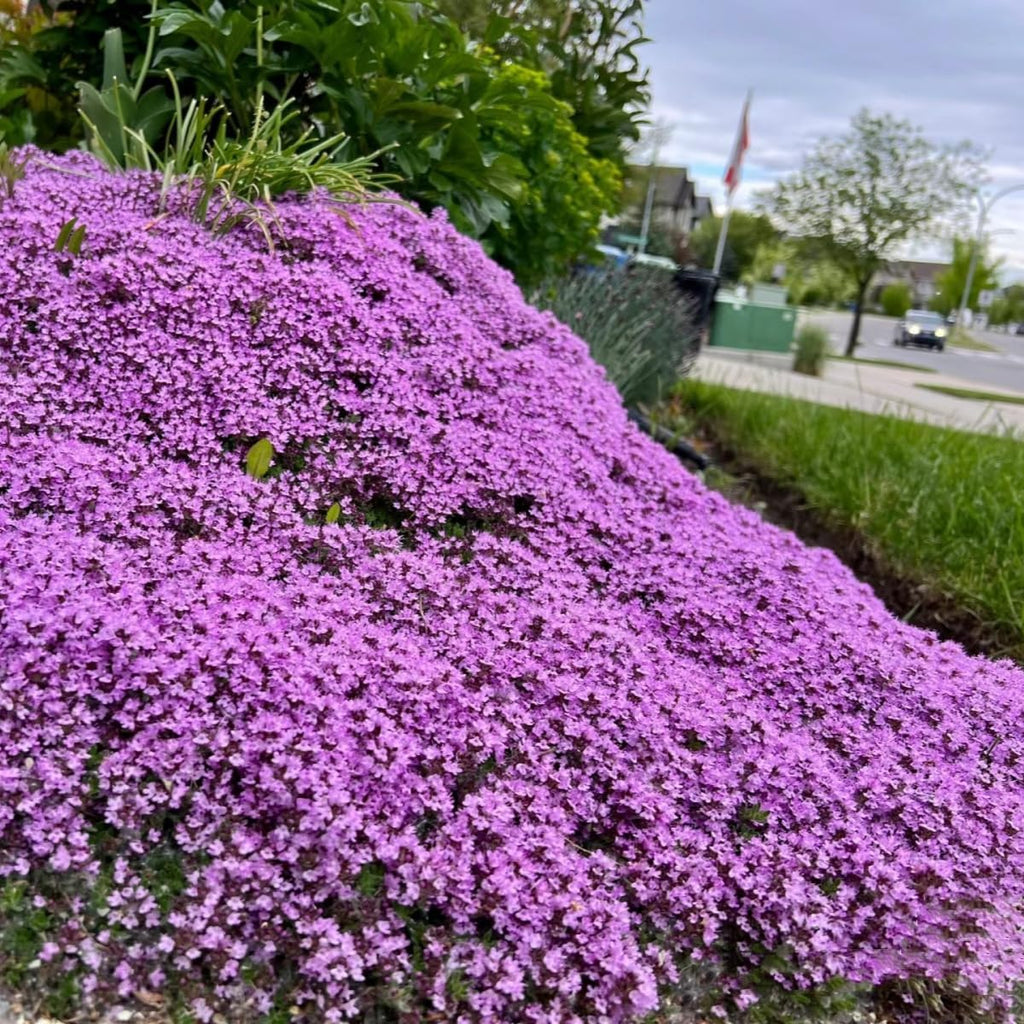 20000+ Magic Purple Creeping Thyme Seeds for Planting Ground Cover Plants Heirloom Flowers Perennial Thyme Non-GMO Thymus Serpyllum Seed