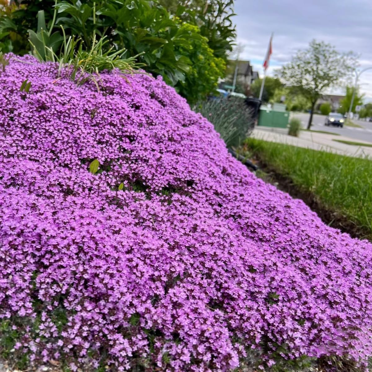 20000+ Magic Purple Creeping Thyme Seeds for Planting Ground Cover Plants Heirloom Flowers Perennial Thyme Non-GMO Thymus Serpyllum Seed