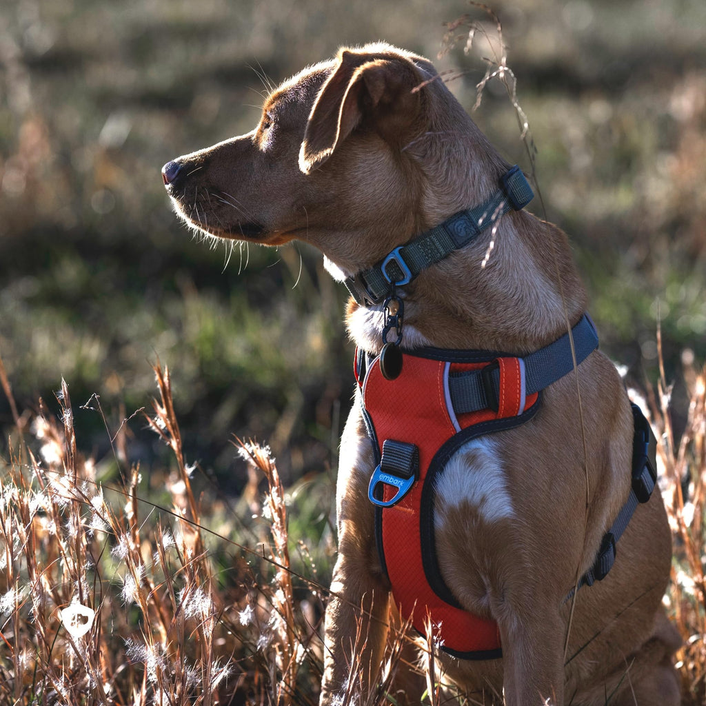 Embark Adventure Dog Harness for Small, Medium & Large Dogs – No Pull, Reflective Trim, Heavy Duty Oxford, 2 Leash Clips, Gel-Lined Handle, Soft Padded