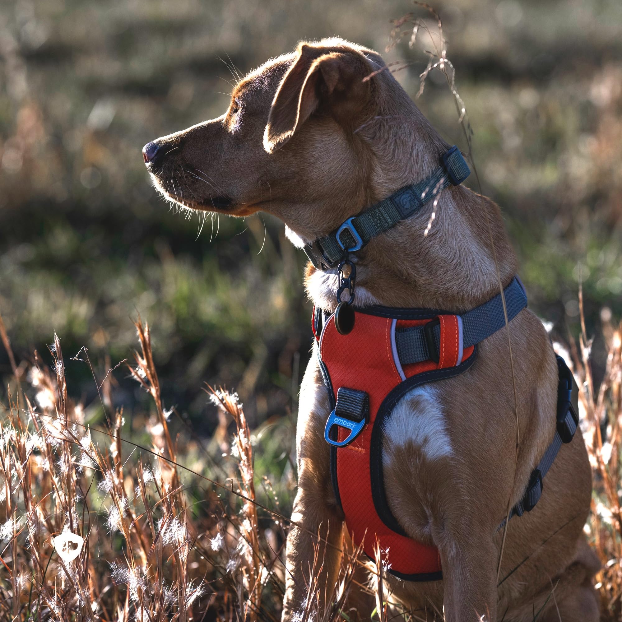 Embark Adventure Dog Harness for Small, Medium & Large Dogs – No Pull, Reflective Trim, Heavy Duty Oxford, 2 Leash Clips, Gel-Lined Handle, Soft Padded