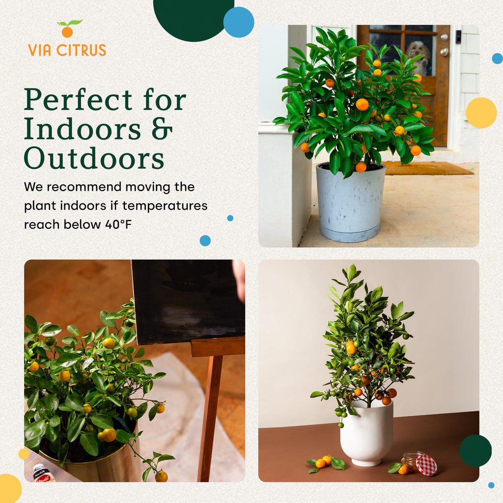 Calamondin Tree Live Plants 13" - 22" Tall Indoor Outdoor Fruit Tree Plant Growing, Live Citrus Plant Mothers Day Gift for Mom Home Garden Patio and Decor Use, Cannot Ship CA AL AZ TX LA by Via Citrus